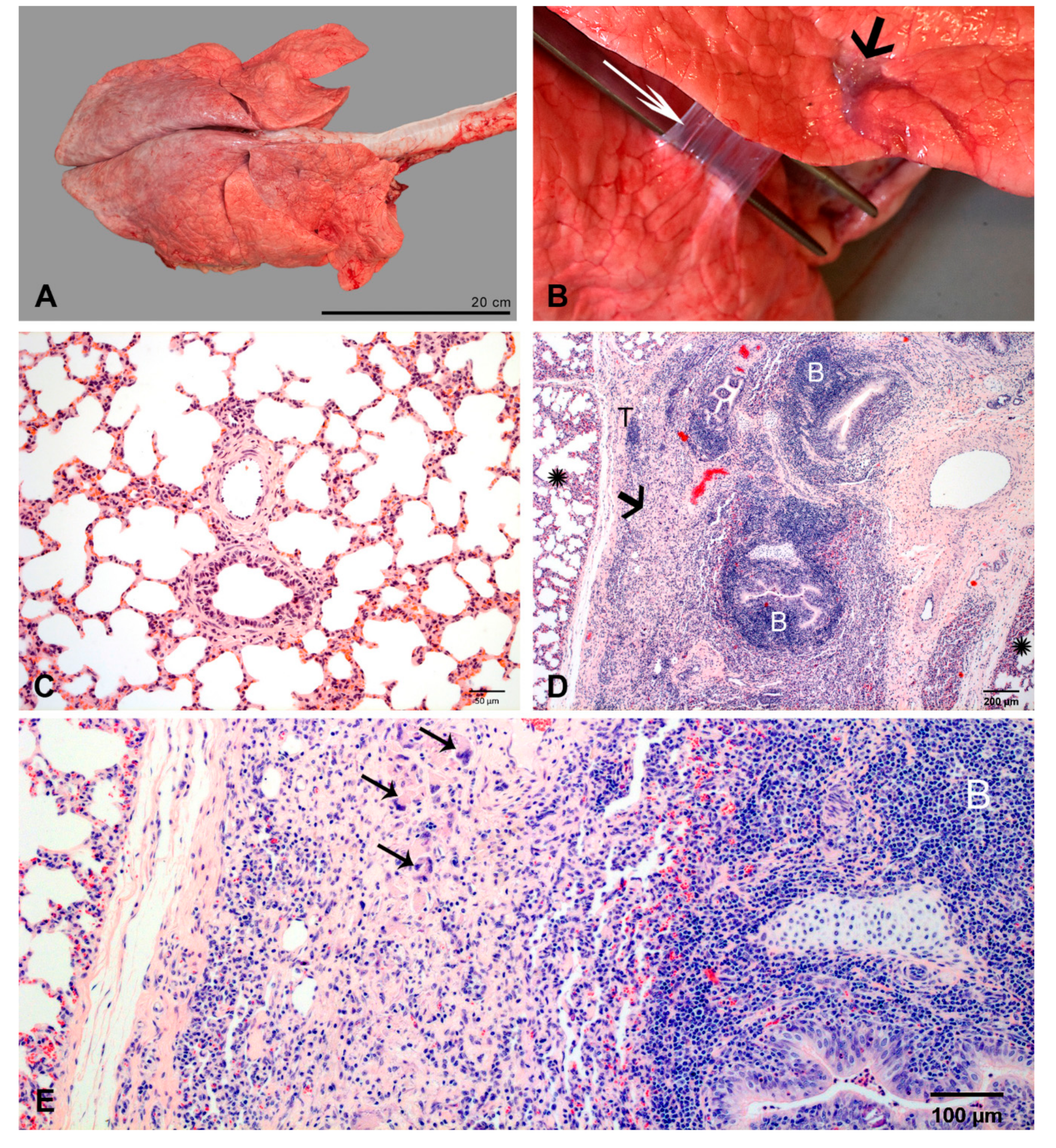 IJMS | Free Full-Text | Regeneration of Pulmonary Tissue in a Calf Model of  Fibrinonecrotic Bronchopneumonia Induced by Experimental Infection with  Chlamydia psittaci | HTML