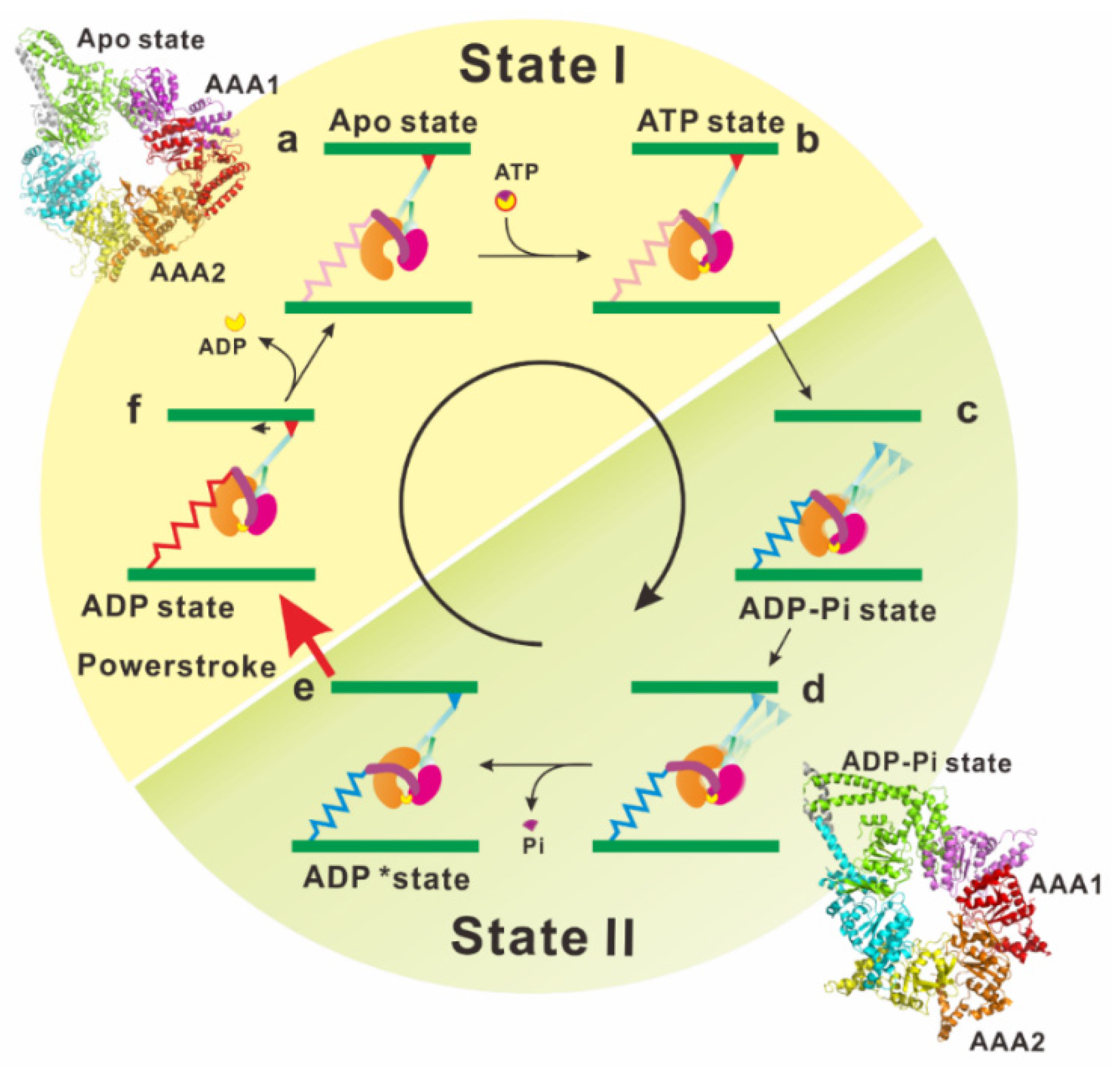 Ijms 21 02843 g003 Ijms 21 02843 g003