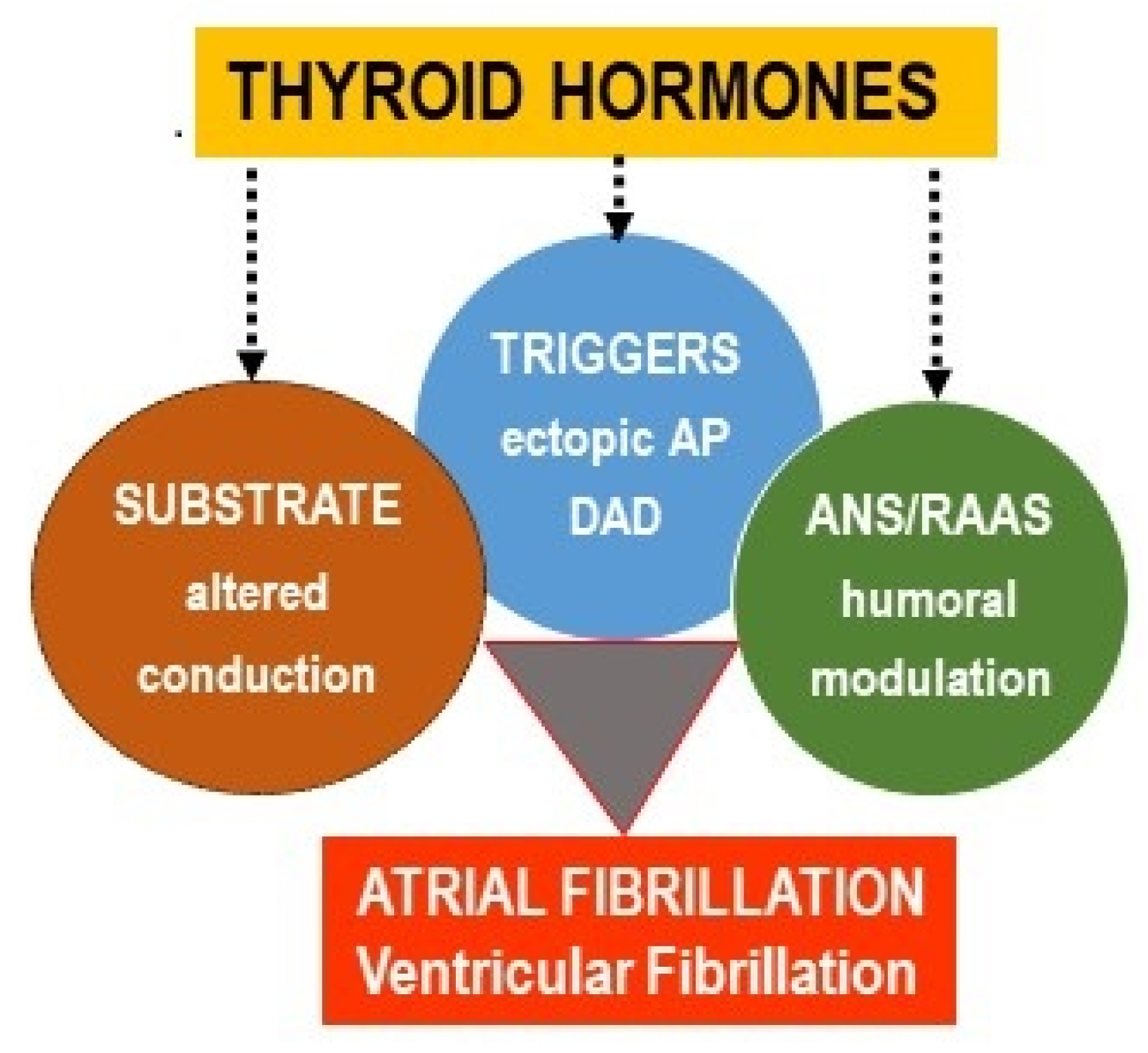 IJMS Free Full Text Pro Arrhythmic Signaling of Thyroid