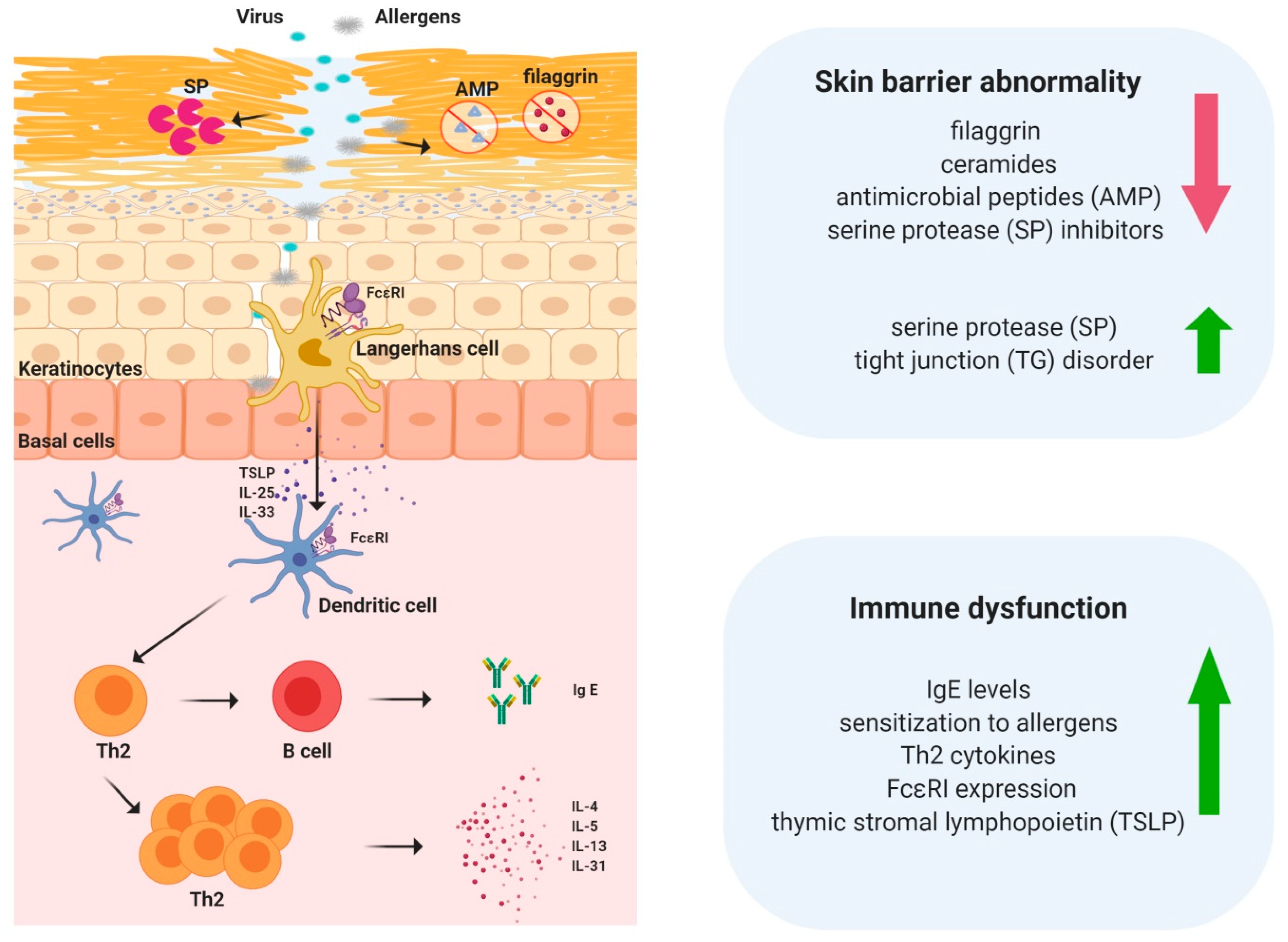 IJMS | Free Full-Text | Skin Barrier Abnormalities and Immune Dysfunction  in Atopic Dermatitis | HTML