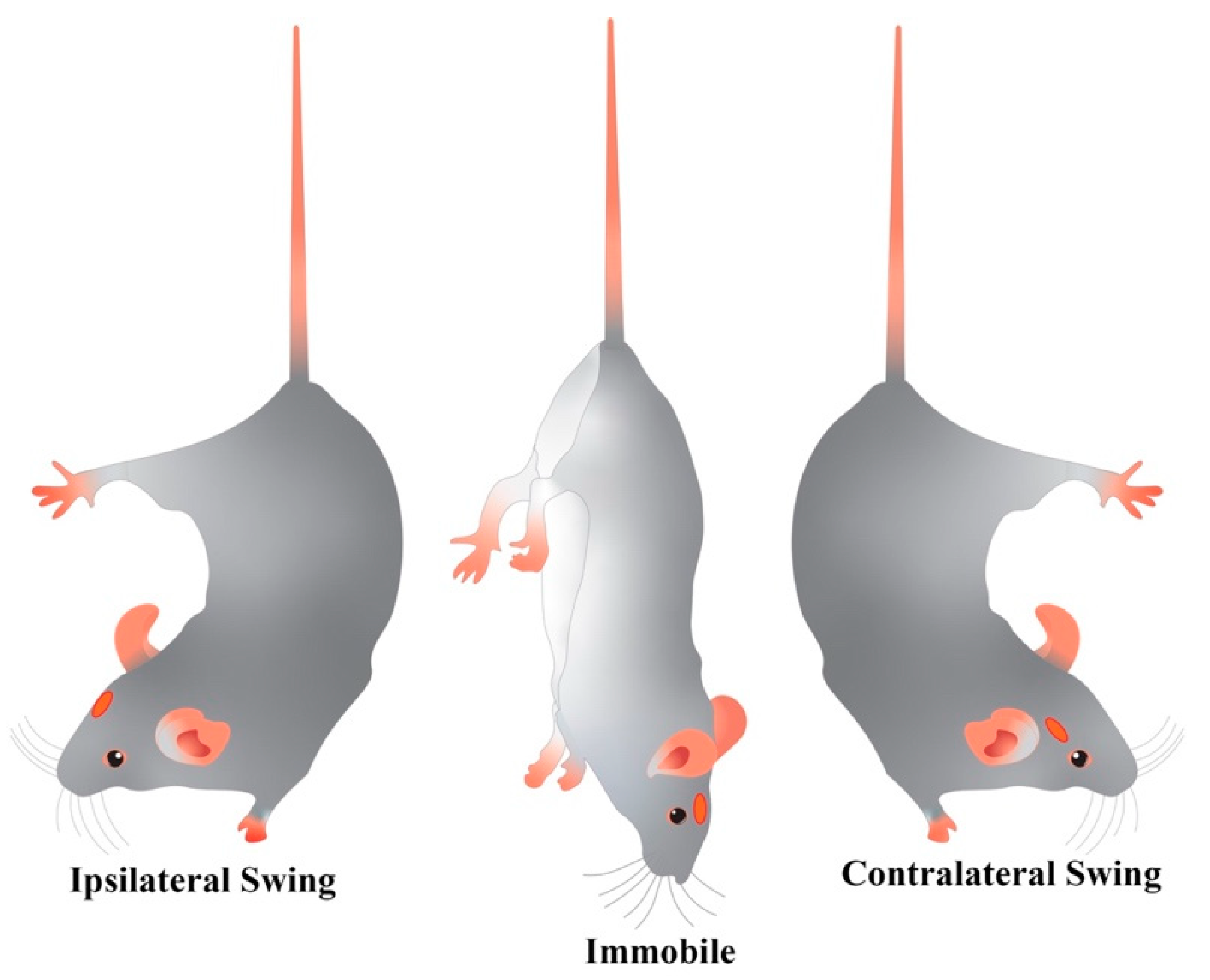 IJMS | Free Full-Text | Comparison between Tail Suspension Swing Test and  Standard Rotation Test in Revealing Early Motor Behavioral Changes and  Neurodegeneration in 6-OHDA Hemiparkinsonian Rats | HTML