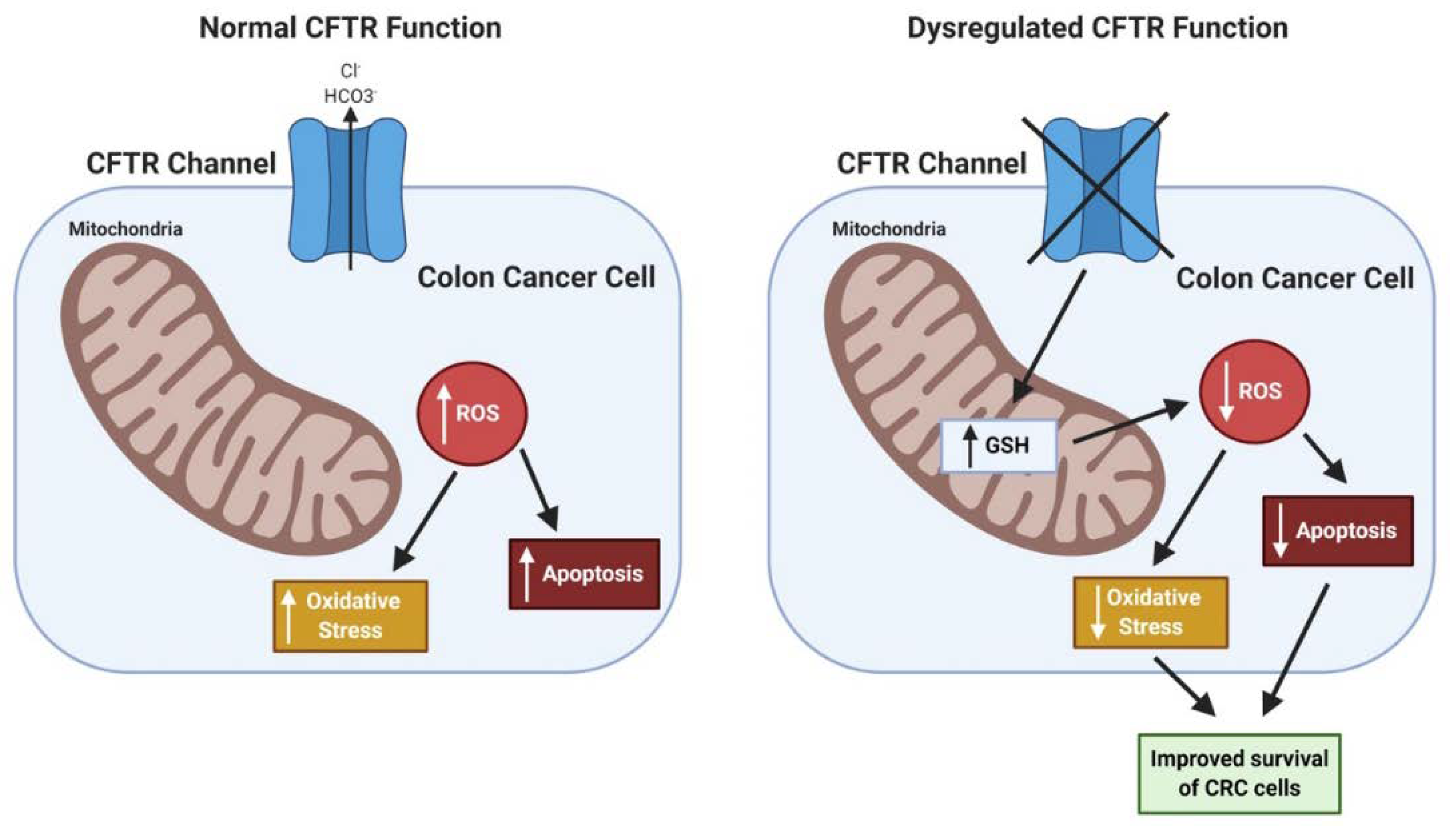 Ijms Free Full Text Cystic Fibrosis Cftr And Colorectal Cancer