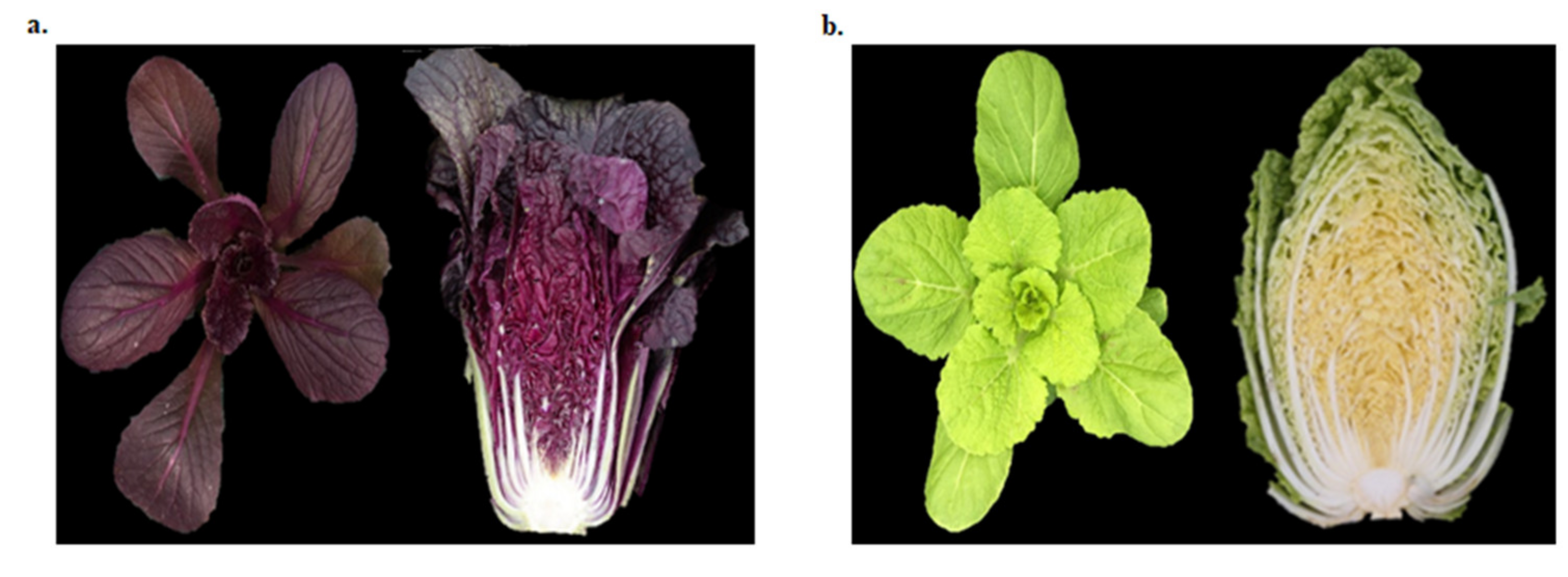 Genome-wide transcriptome analysis reveals molecular pathways involved in  leafy head formation of Chinese cabbage (Brassica rapa)