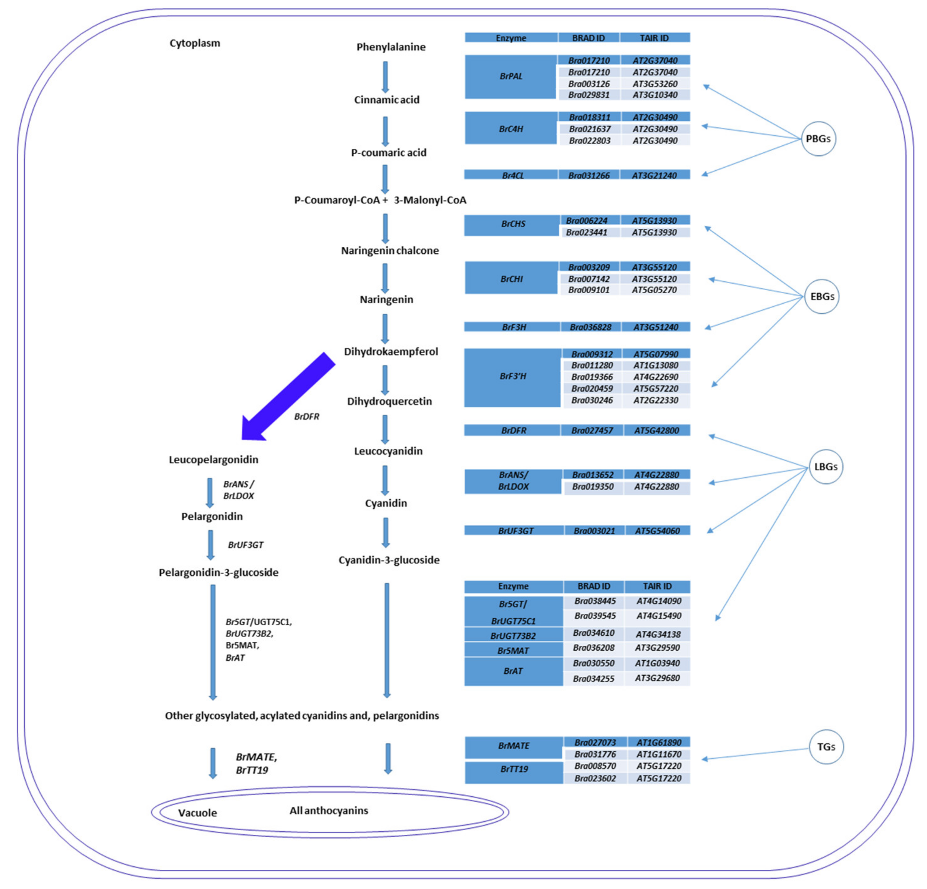 Genome-wide transcriptome analysis reveals molecular pathways involved in  leafy head formation of Chinese cabbage (Brassica rapa)