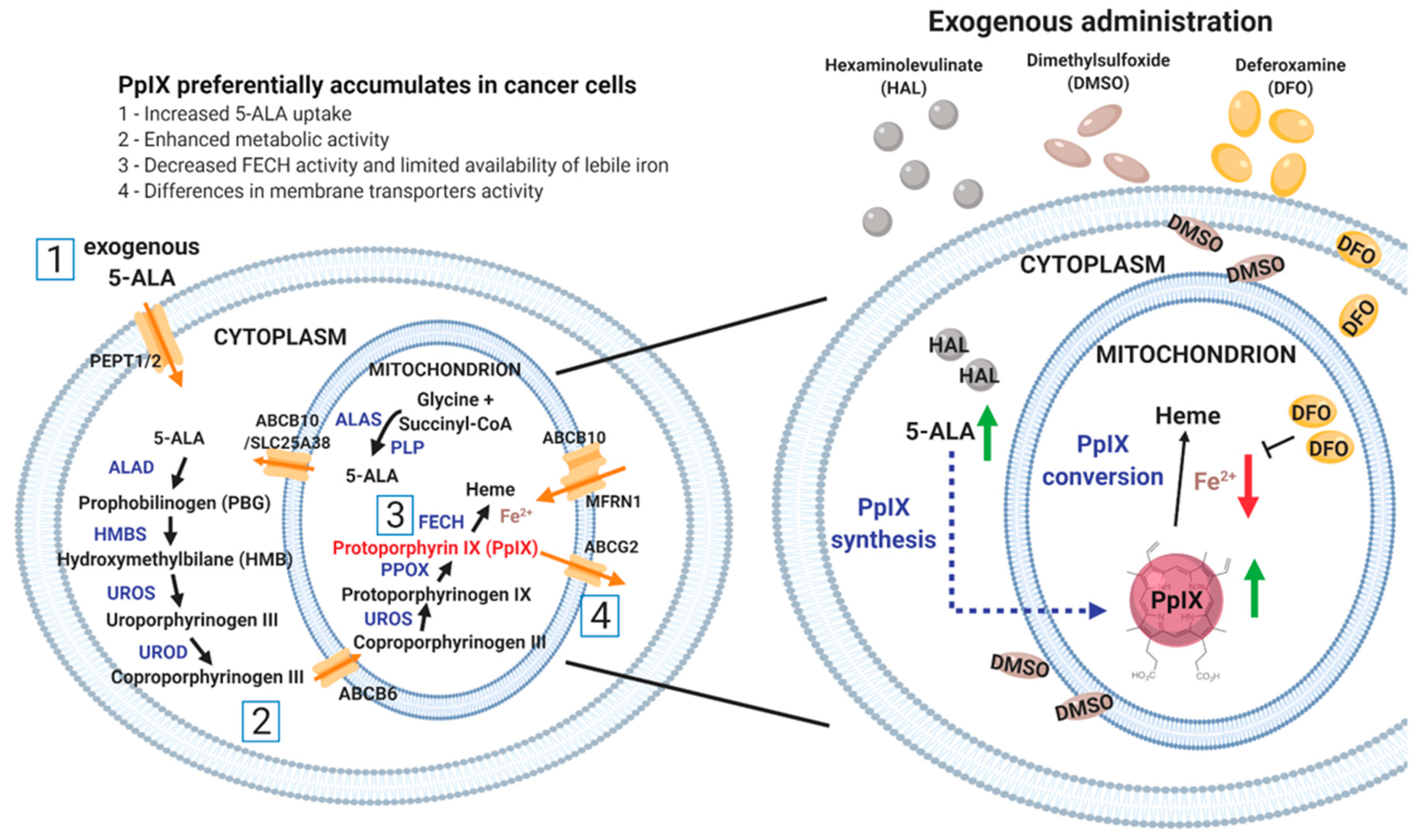 Ijms 21 02963 g001 Ijms 21 02963 g001