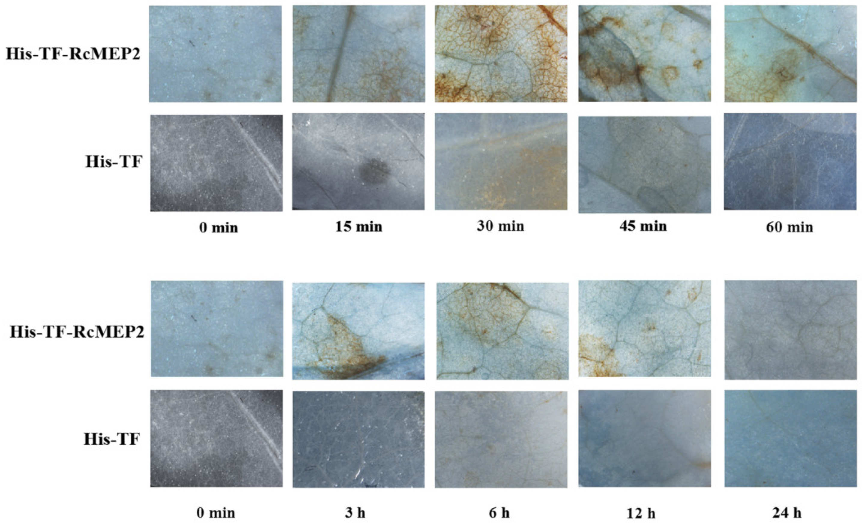 Ijms 21 02984 g008 Ijms 21 02984 g008