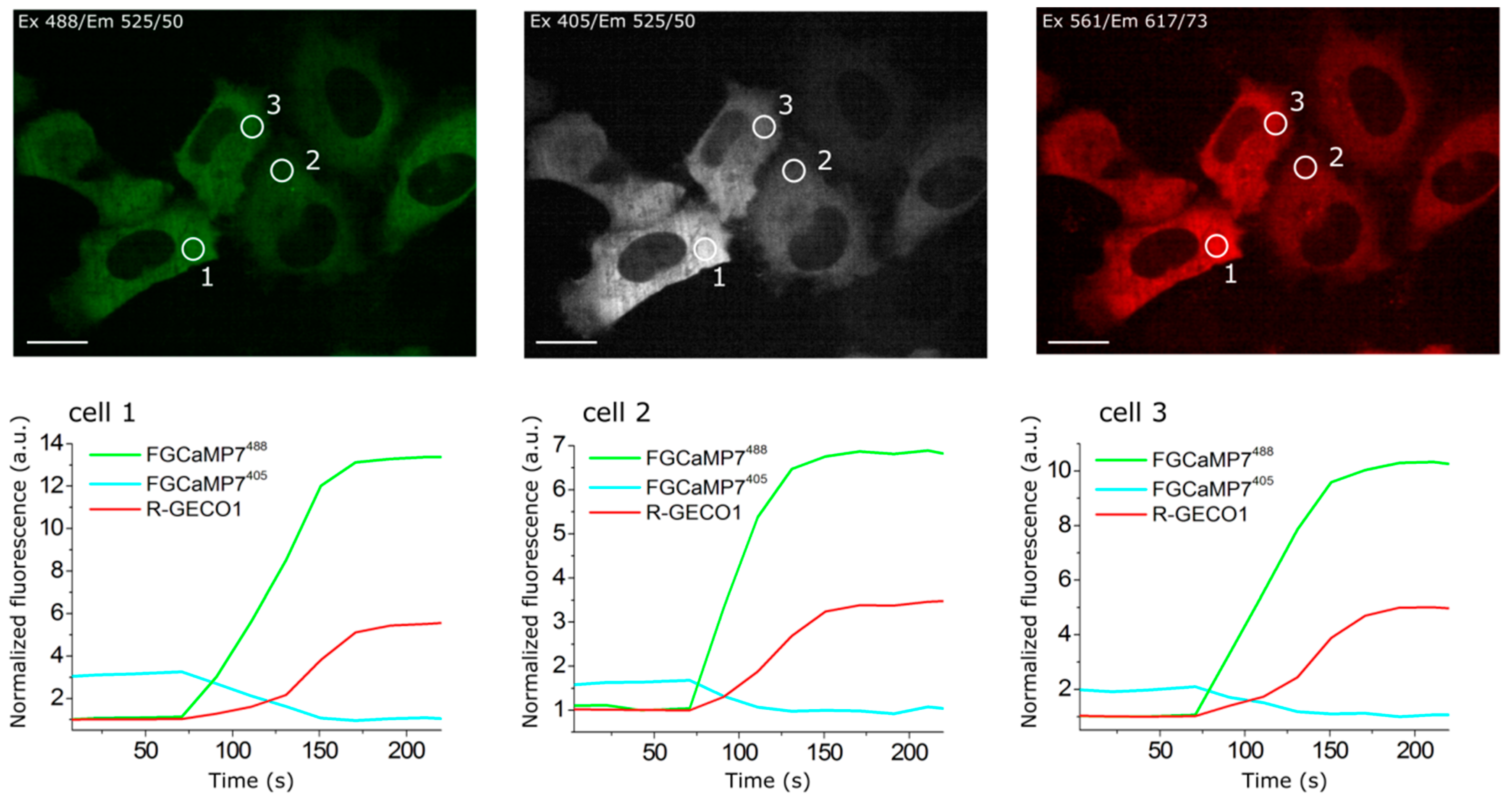 Ijms 21 03012 g002 Ijms 21 03012 g002