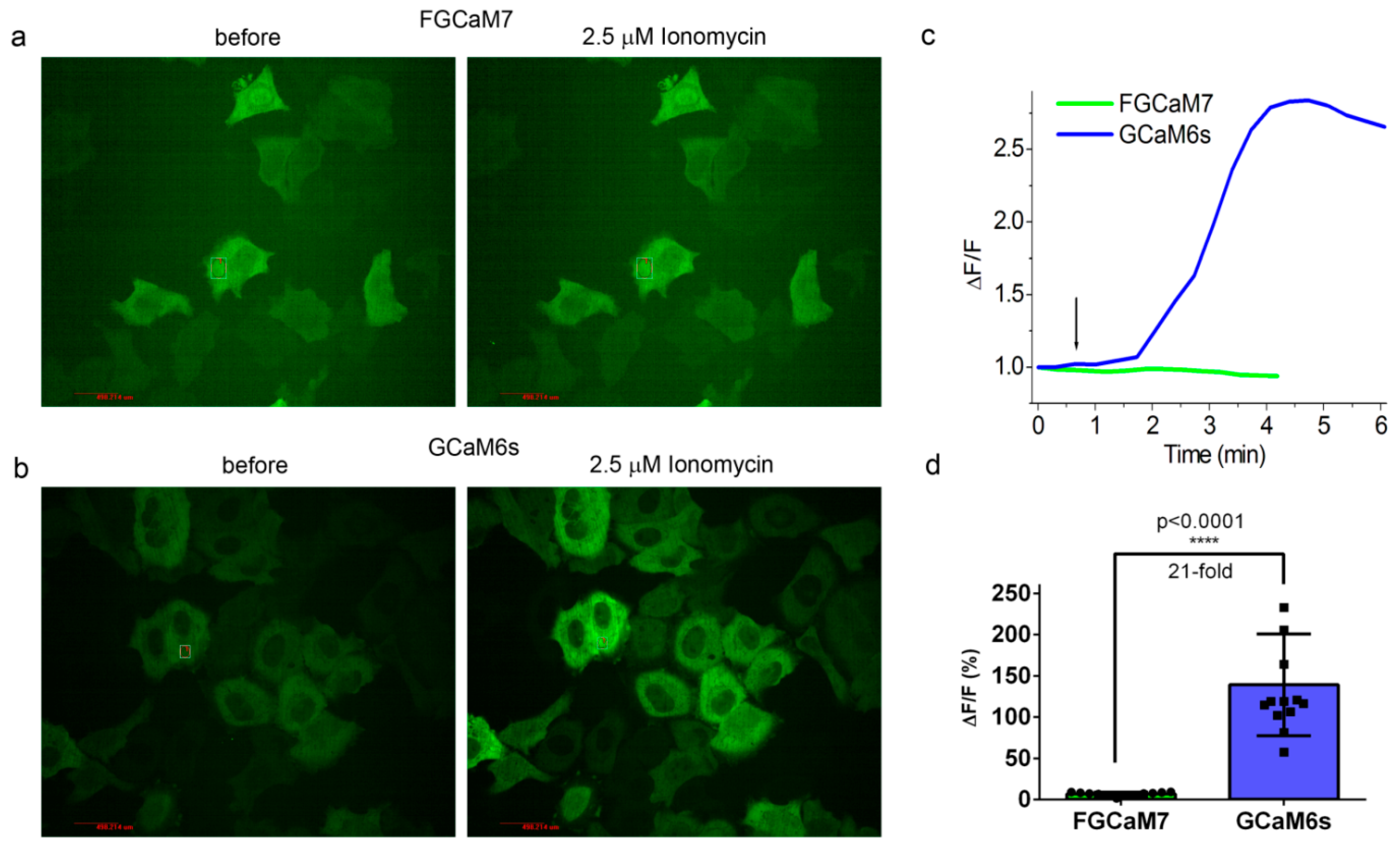 Ijms 21 03012 g005 Ijms 21 03012 g005