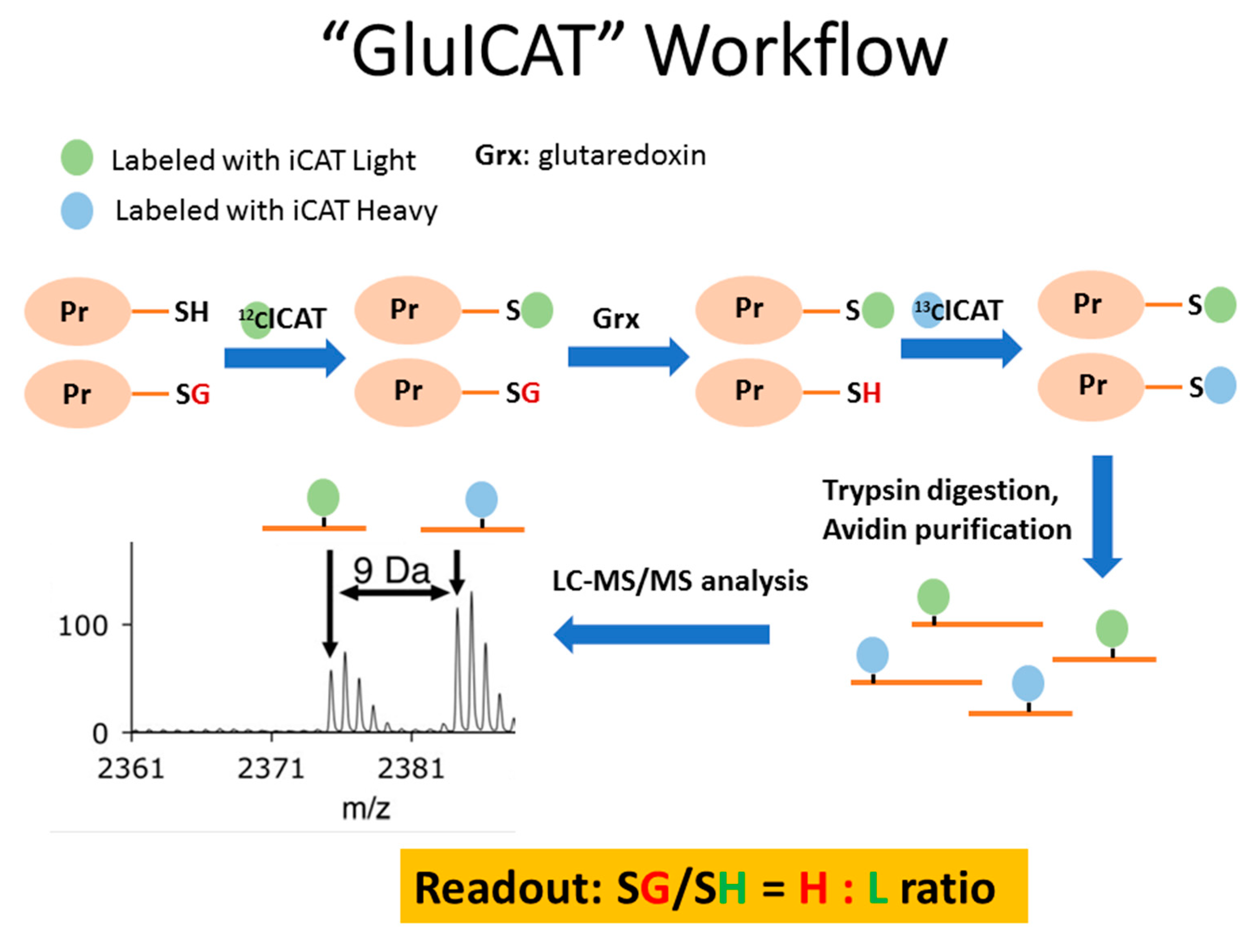 Ijms 21 03027 g004 Ijms 21 03027 g004