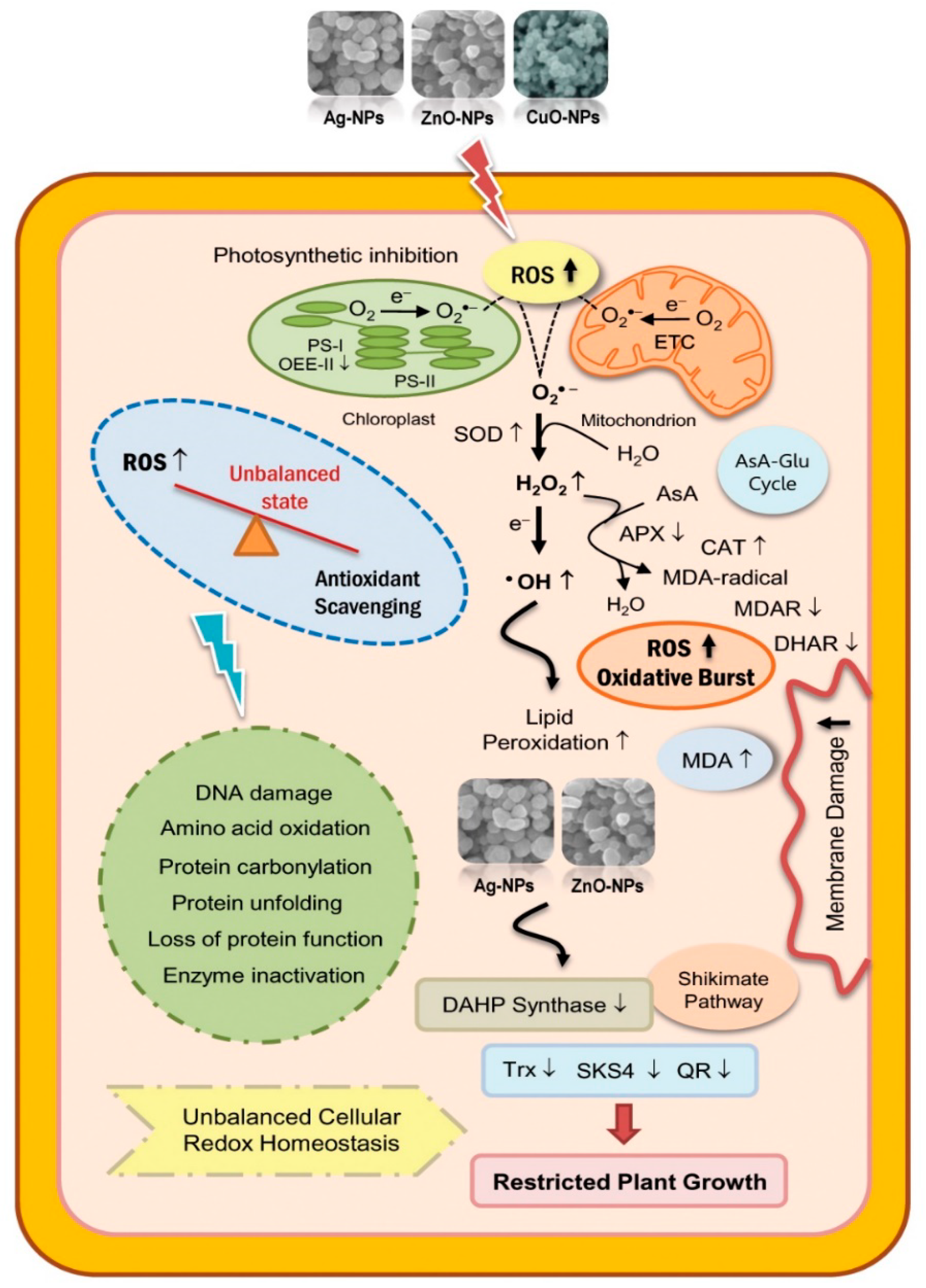 Anionic Cerium Oxide Nanoparticles Protect Plant Photosynthesis