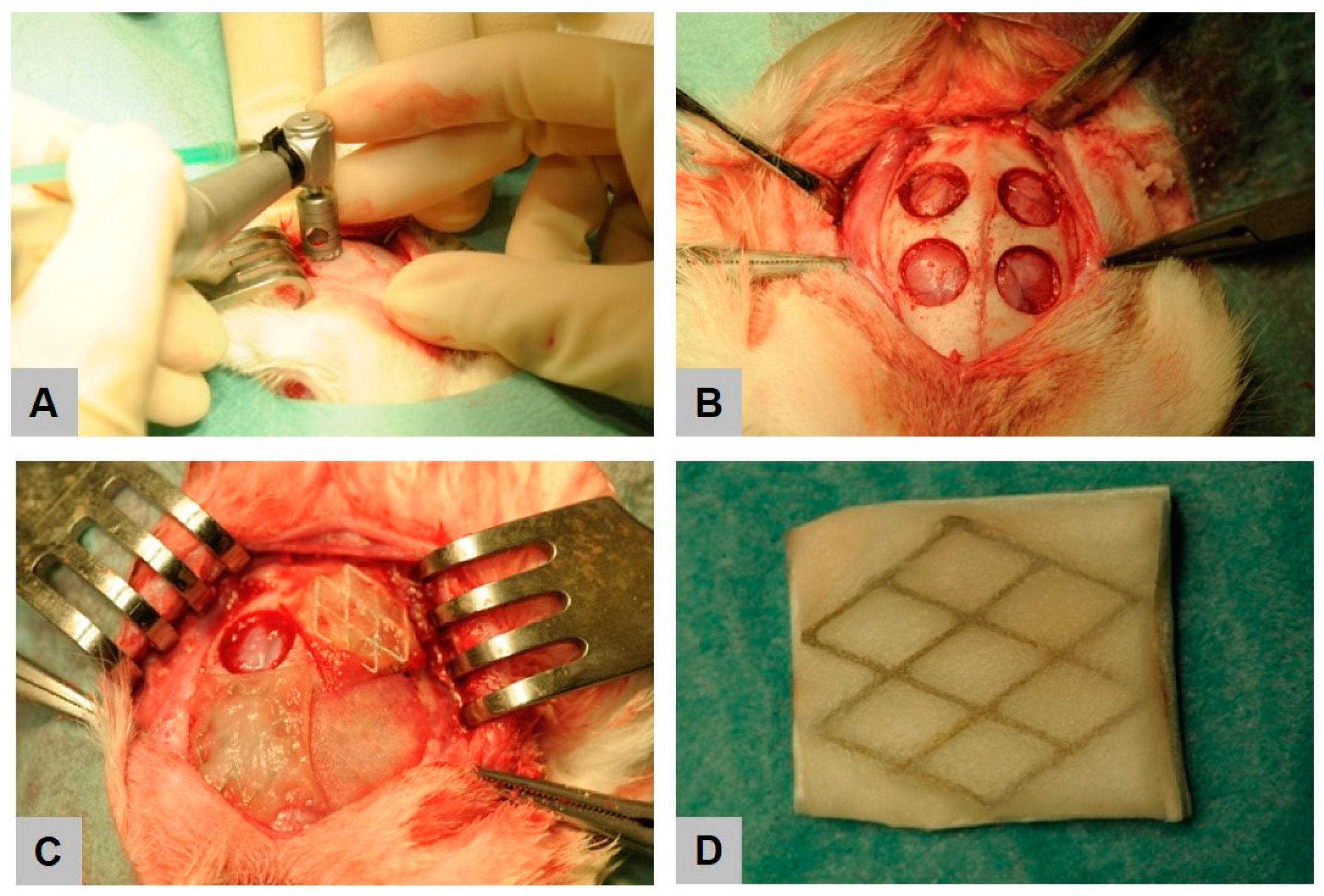 Ijms 21 03098 g010 Ijms 21 03098 g010