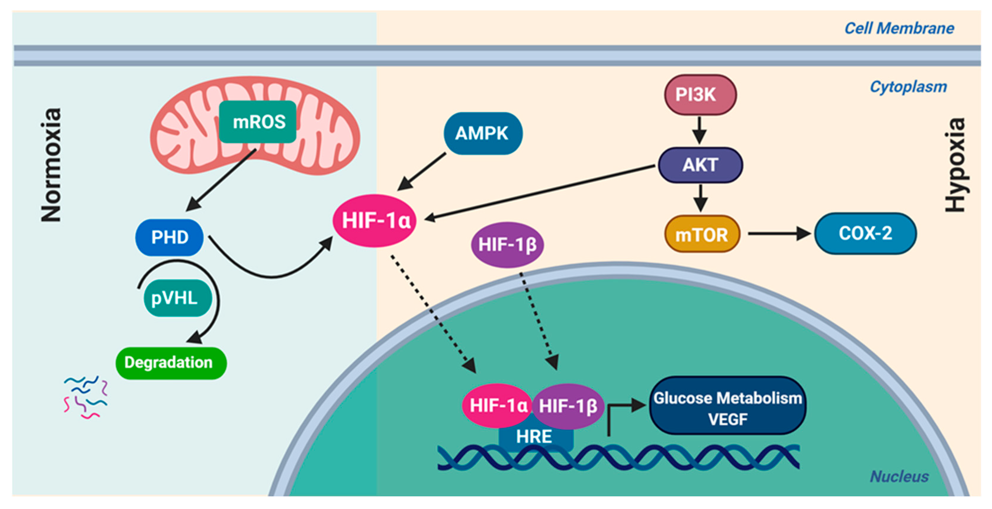 Ijms 21 03100 g003 Ijms 21 03100 g003