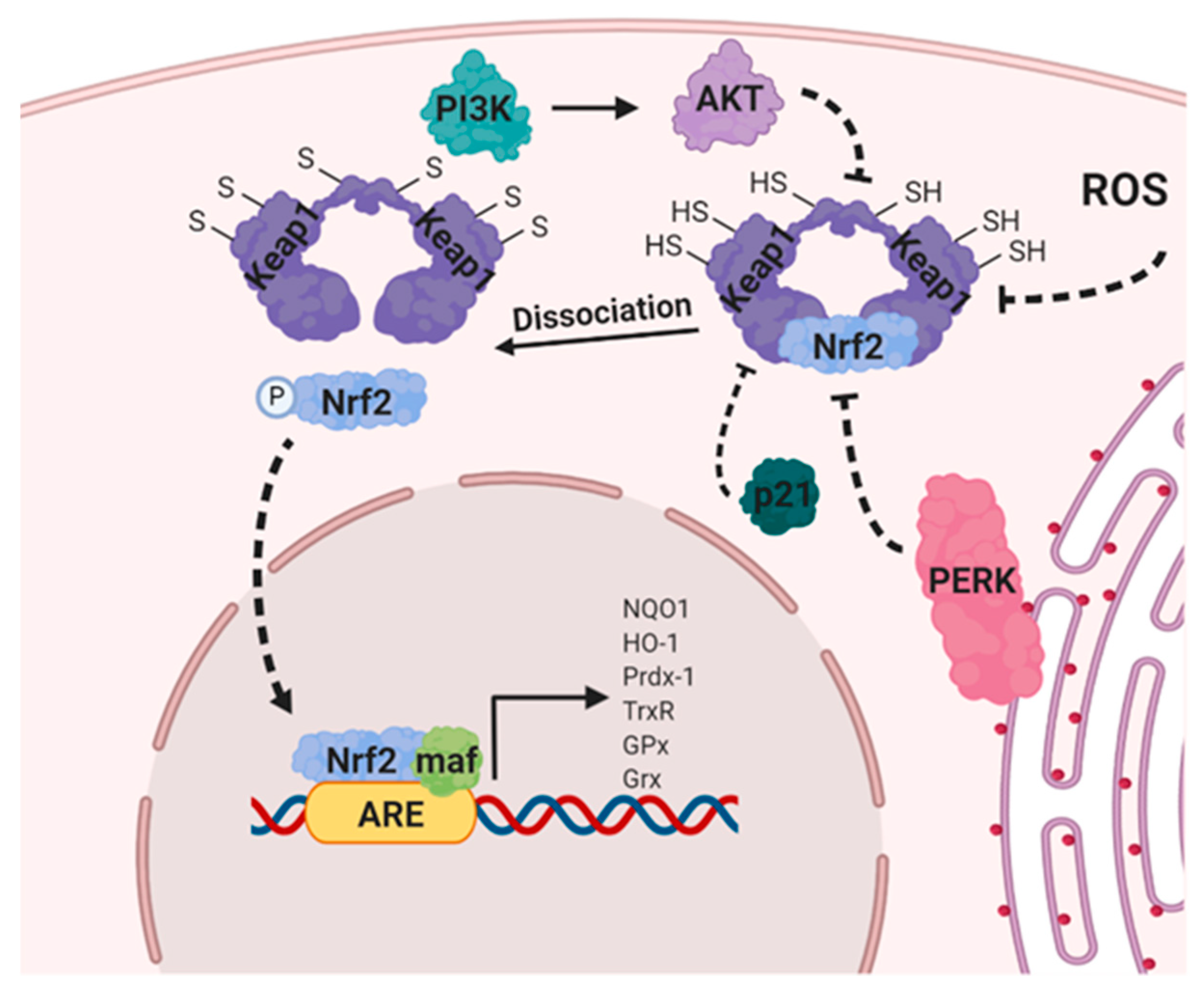 Ijms 21 03100 g005 Ijms 21 03100 g005