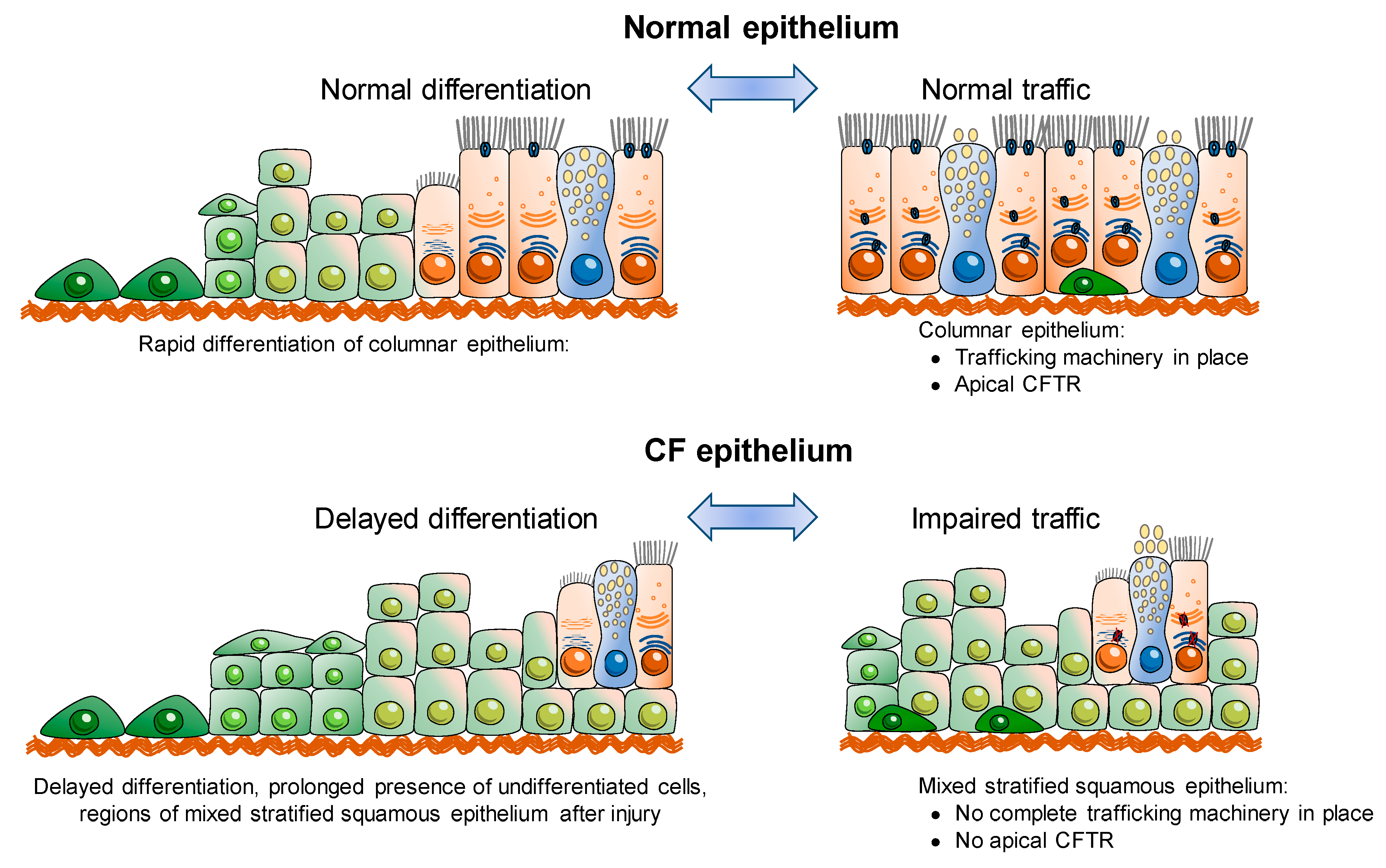 Integrative genomic meta-analysis reveals novel molecular insights into  cystic fibrosis and ΔF508-CFTR rescue