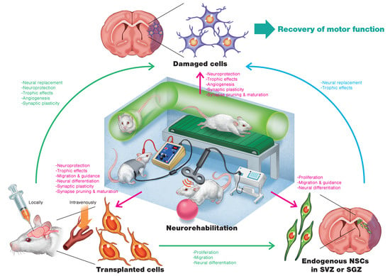 Stem Cell Therapy and The Recovery Process: Regenerative Sport