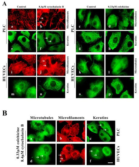 Ijms Free Full Text Leukamenin E Induces K8 18 Phosphorylation And Blocks The Assembly Of Keratin Filament Networks Through Erk Activation Html