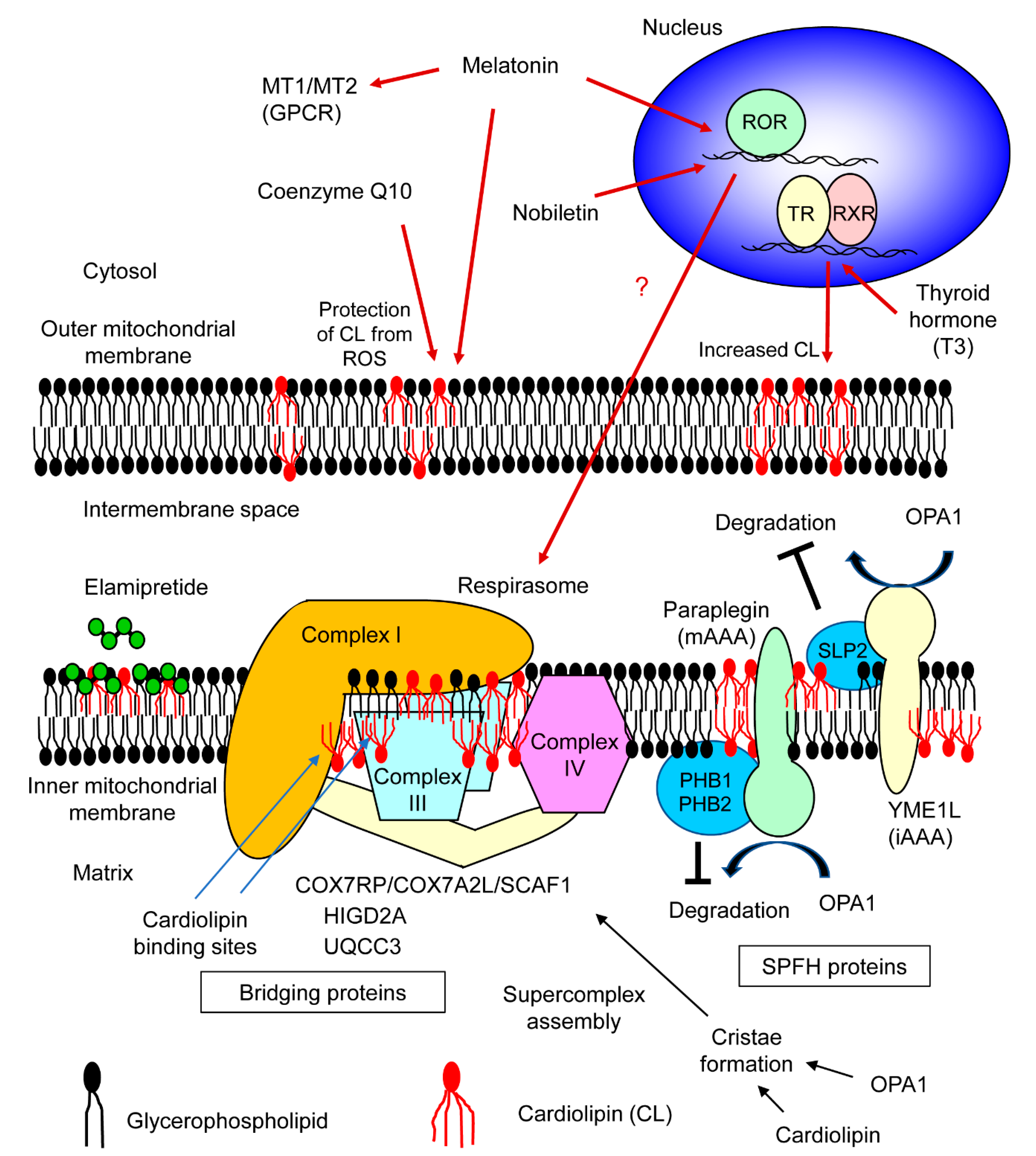 IJMS | Free Full-Text | Functional Mechanisms of Mitochondrial Respiratory  Chain Supercomplex Assembly Factors and Their Involvement in Muscle Quality