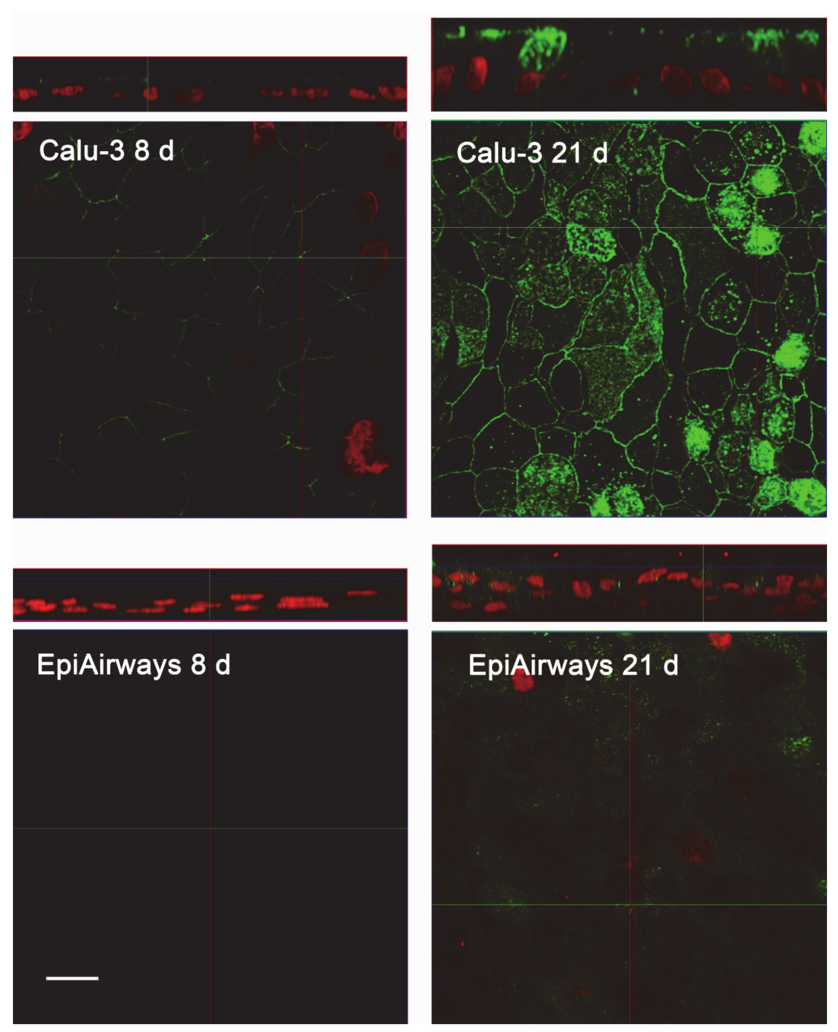 Ijms 21 03190 g004 Ijms 21 03190 g004