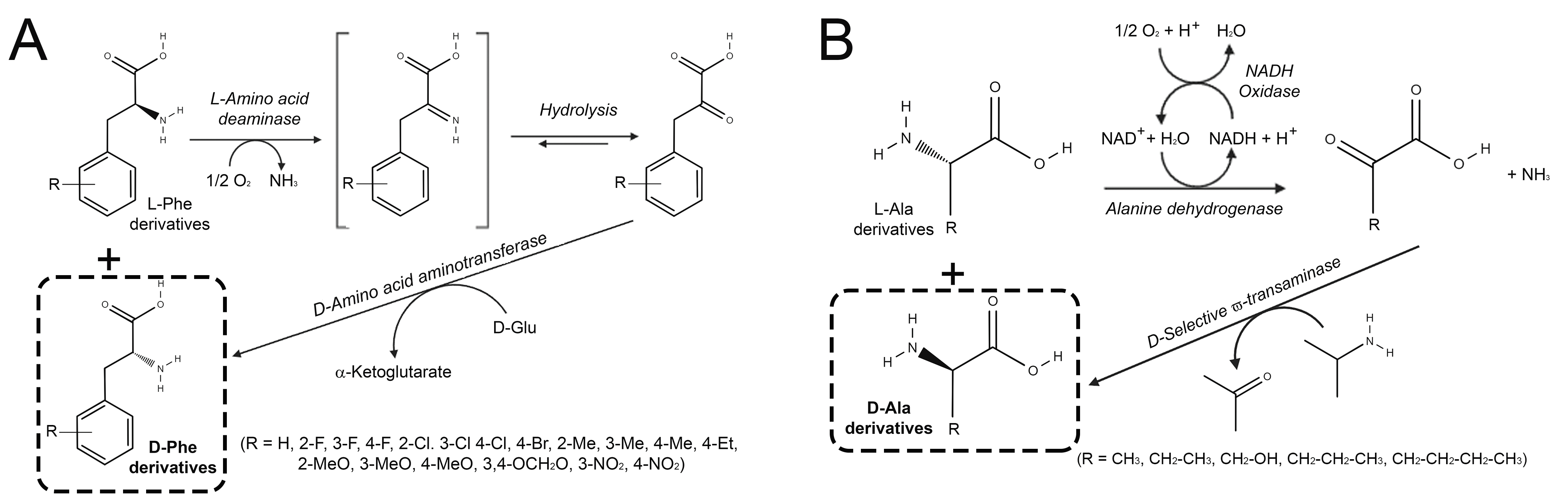 Ijms Free Full Text Advances In Enzymatic Synthesis Of D Amino Acids Html