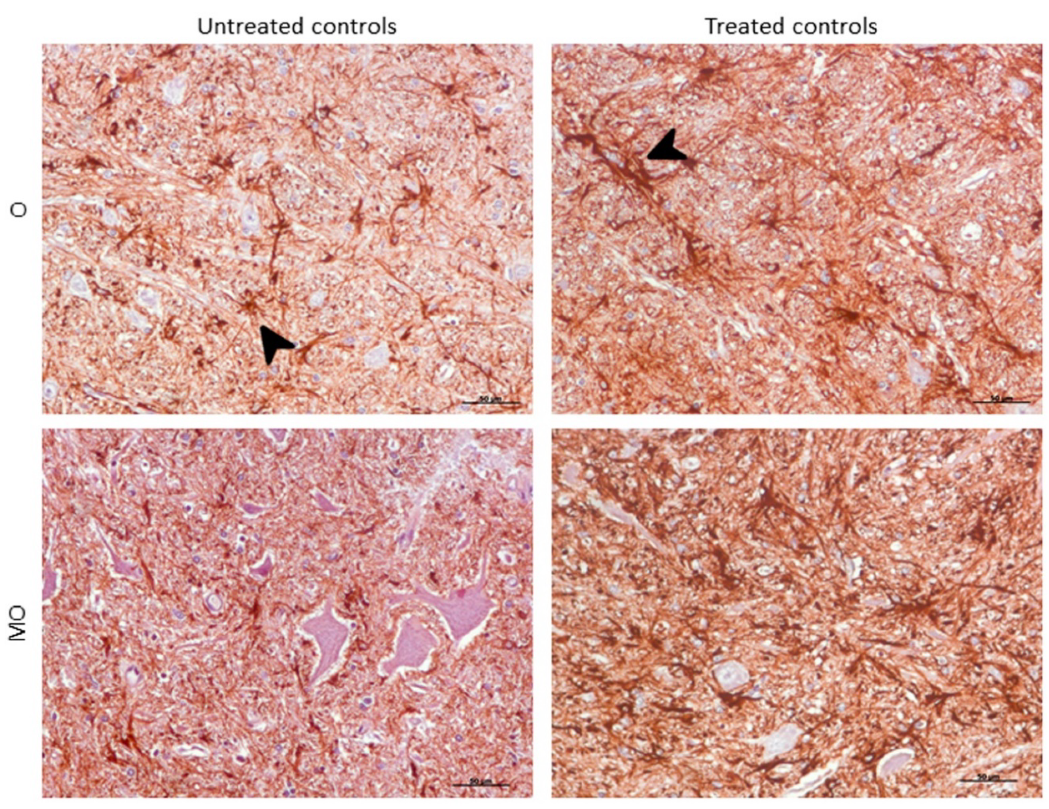 Ijms 21 03231 g006 Ijms 21 03231 g006