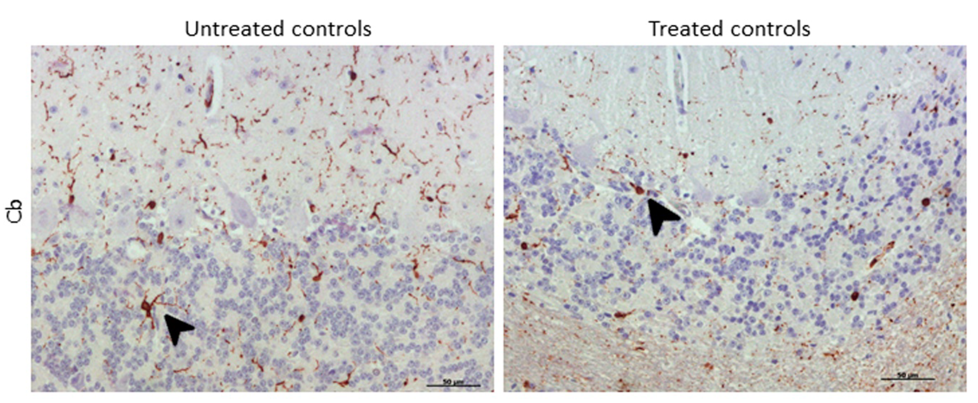 Ijms 21 03231 g008 Ijms 21 03231 g008