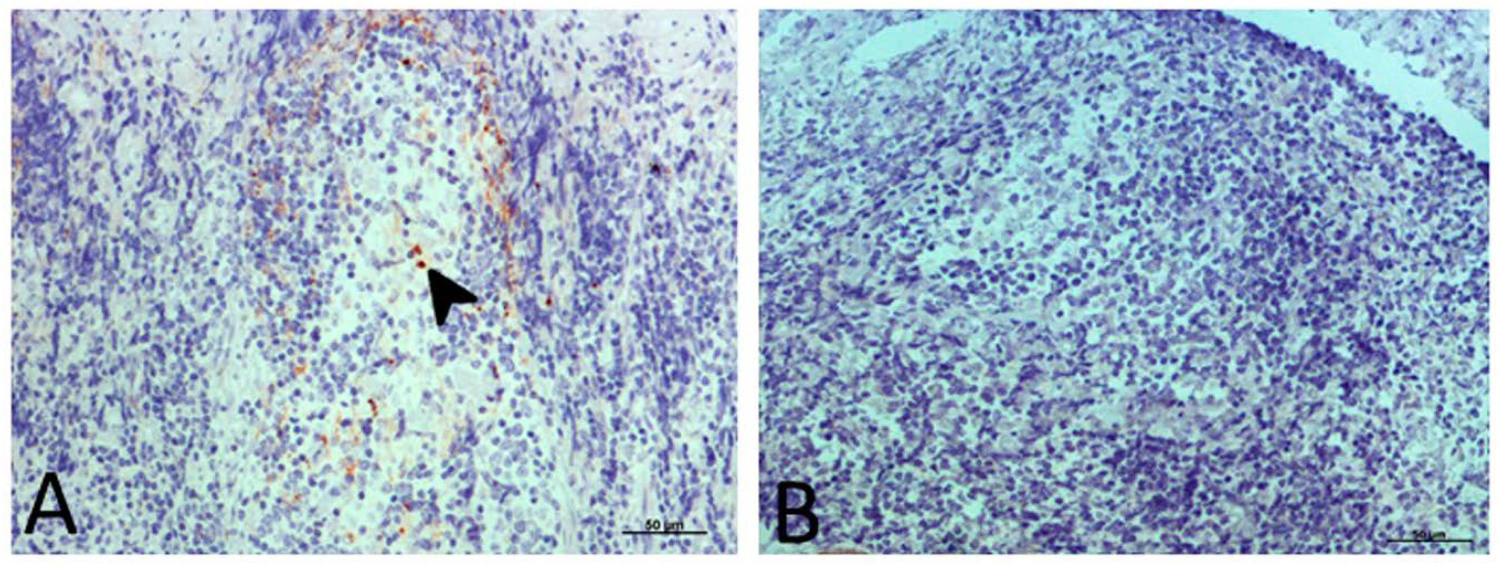 Ijms 21 03231 g010 Ijms 21 03231 g010