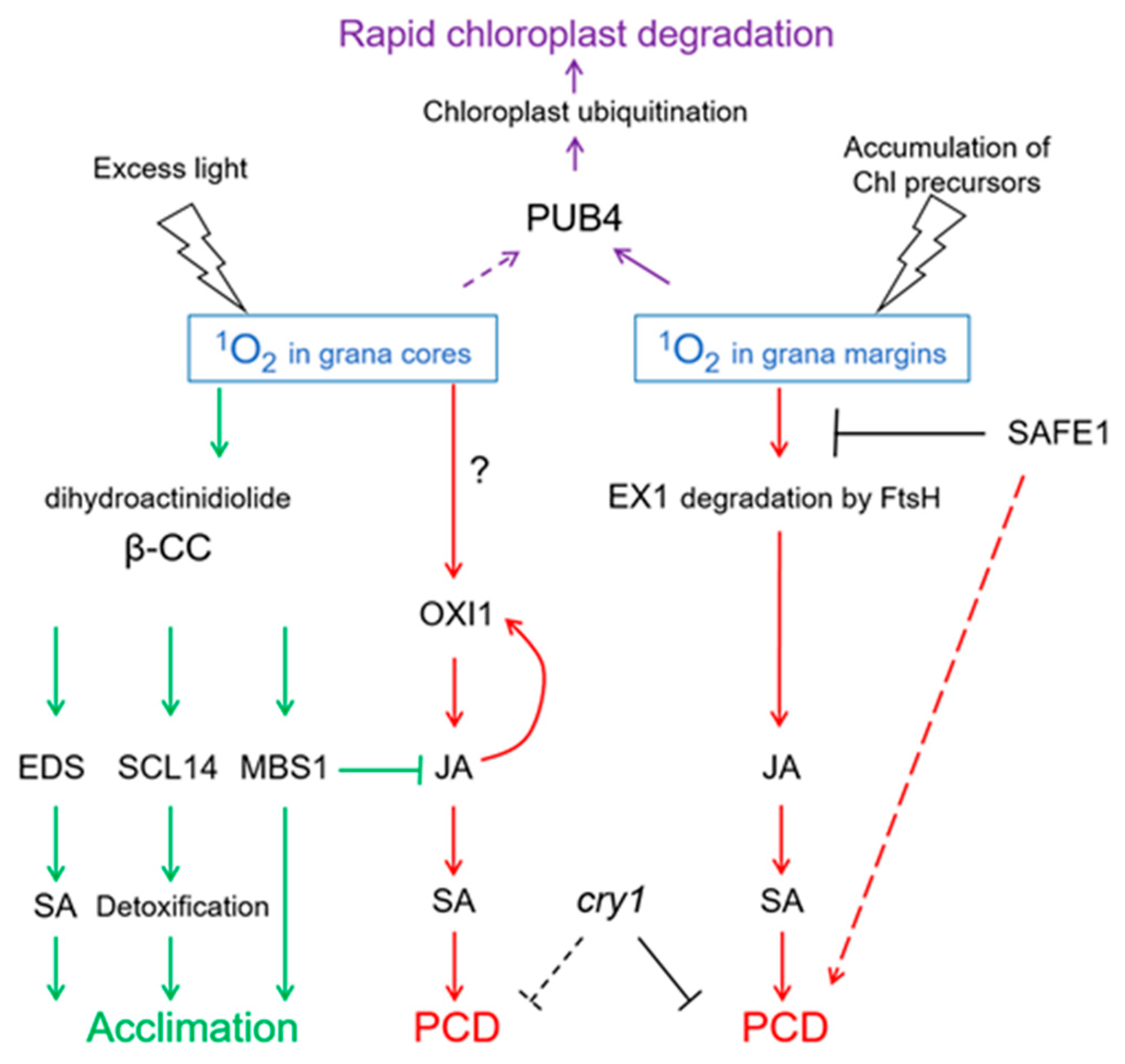 Ijms 21 03237 g005 Ijms 21 03237 g005