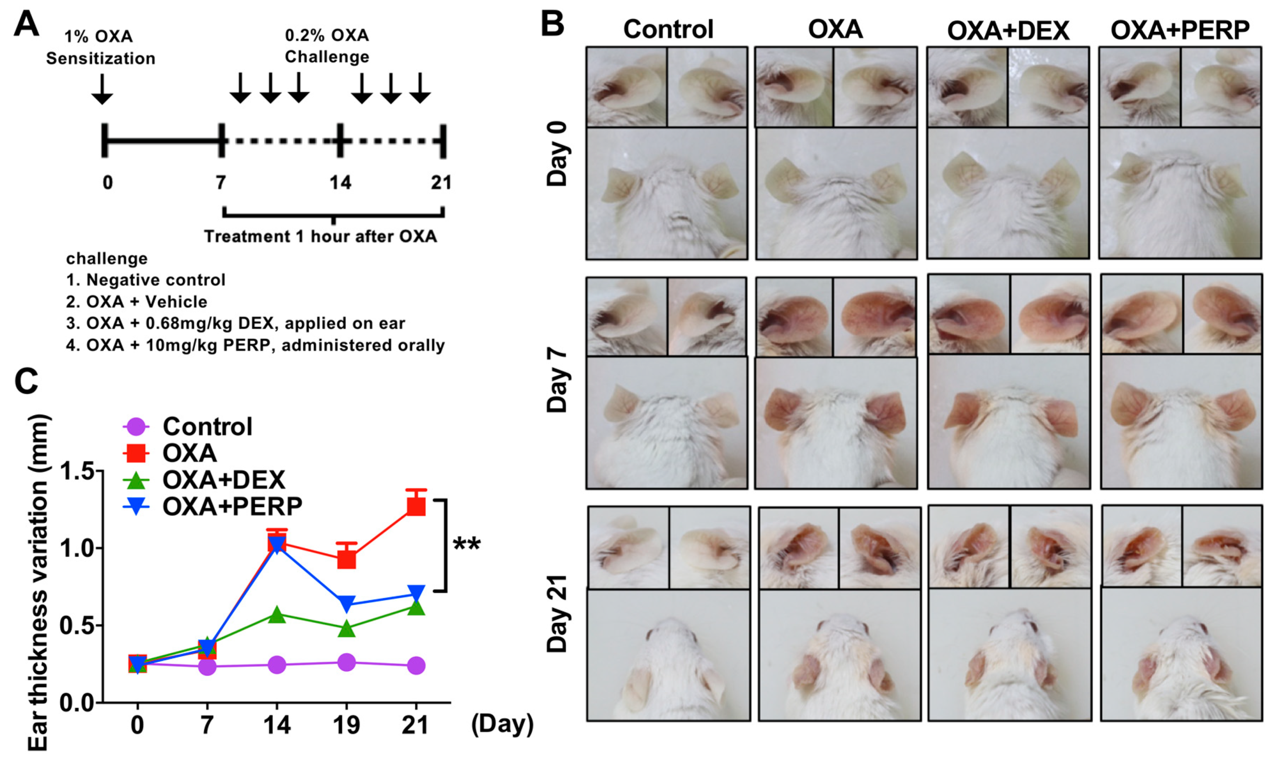 Ijms 21 03241 g003 Ijms 21 03241 g003