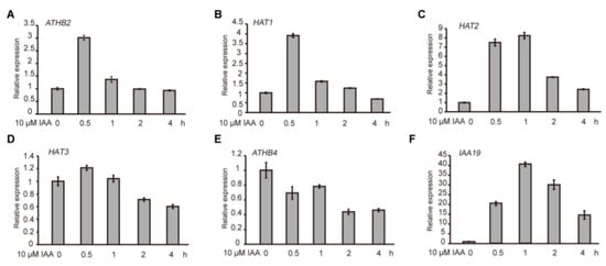 Ijms Free Full Text The Hd Zip Ii Transcription Factors Regulate Plant Architecture Through The Auxin Pathway Html