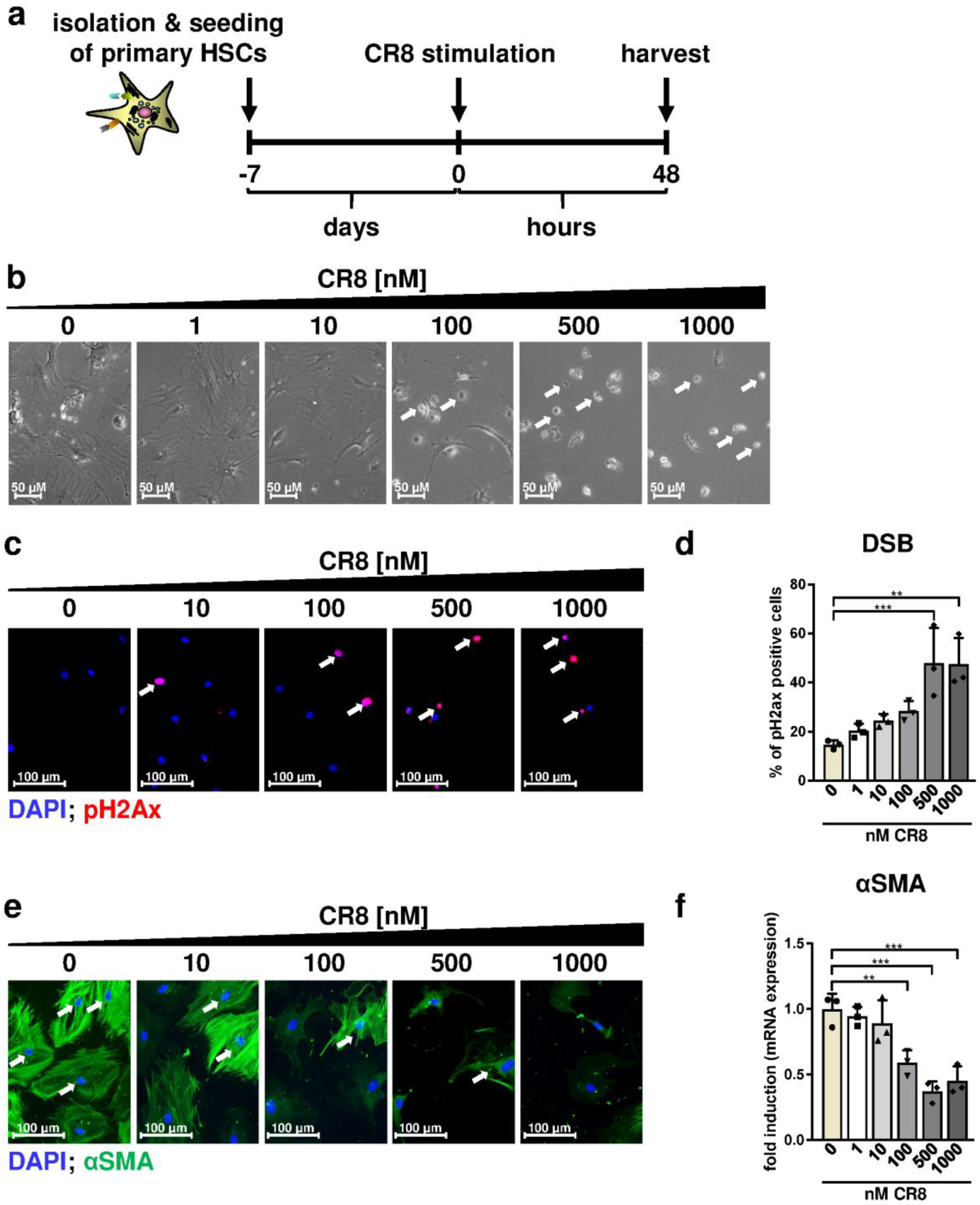 Ijms 21 03267 g005 Ijms 21 03267 g005