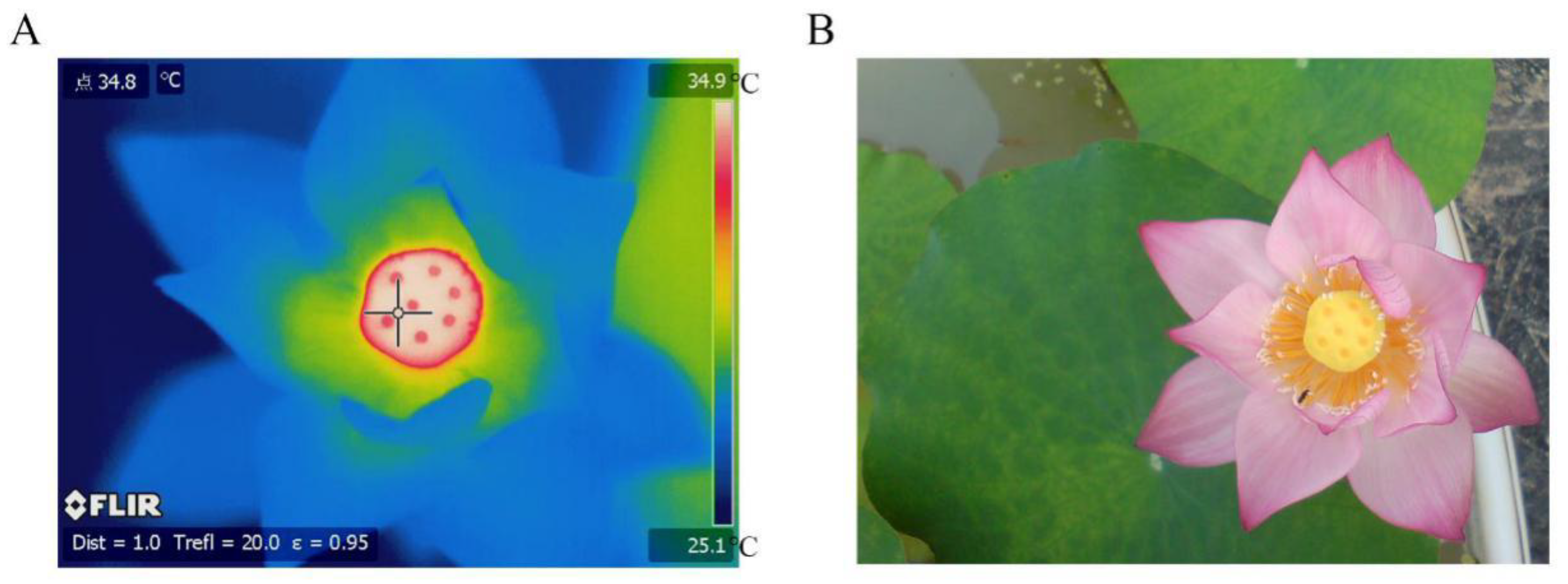 Ijms 21 03324 g001 Ijms 21 03324 g001