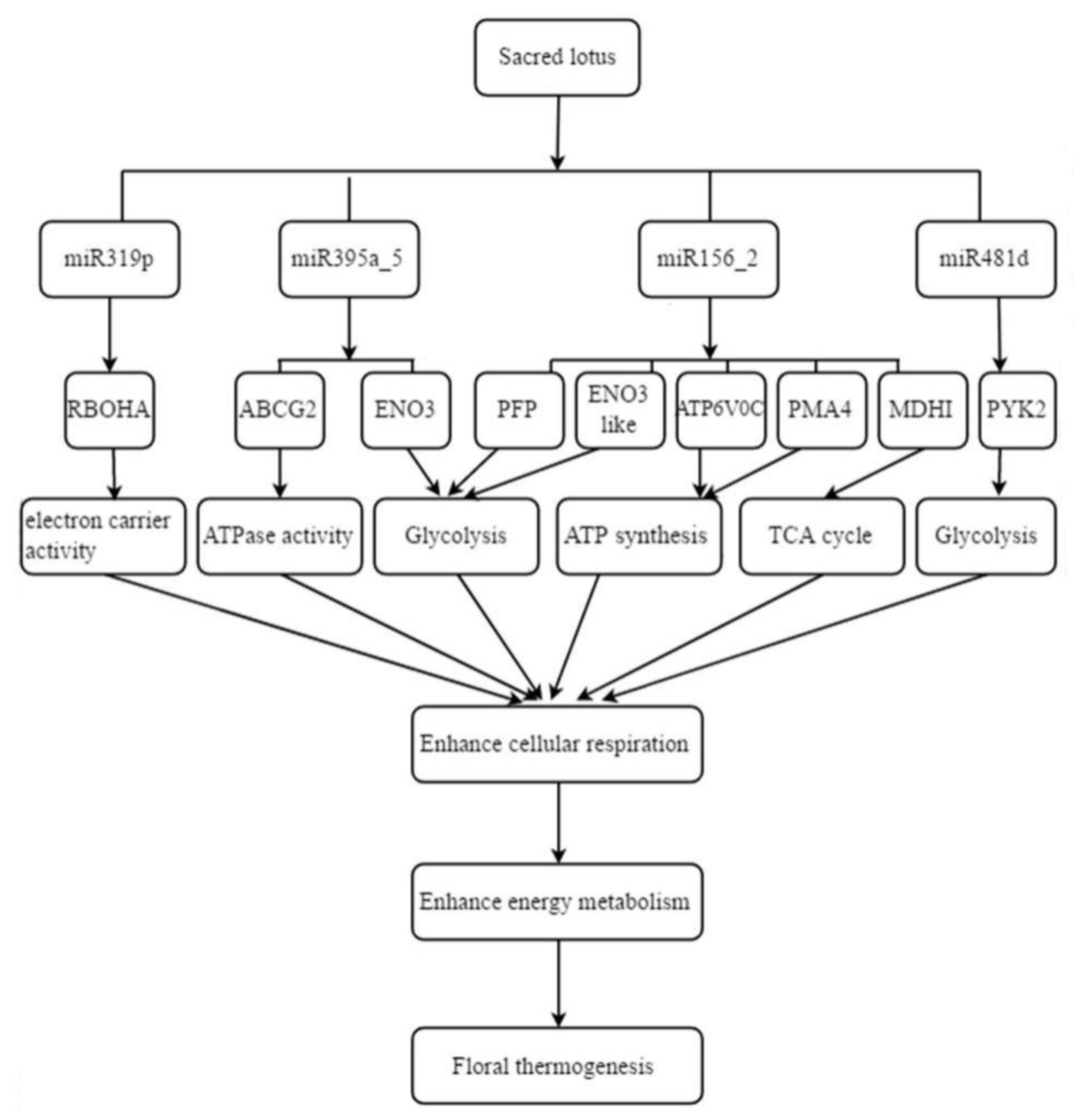 Ijms 21 03324 g007 Ijms 21 03324 g007