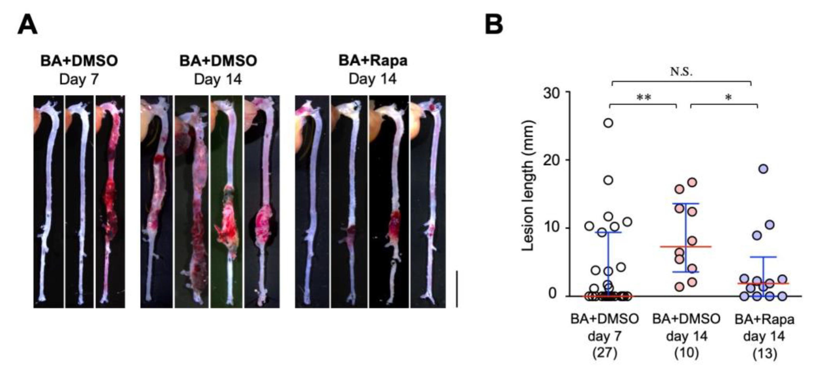 Ijms 21 03341 g006 Ijms 21 03341 g006