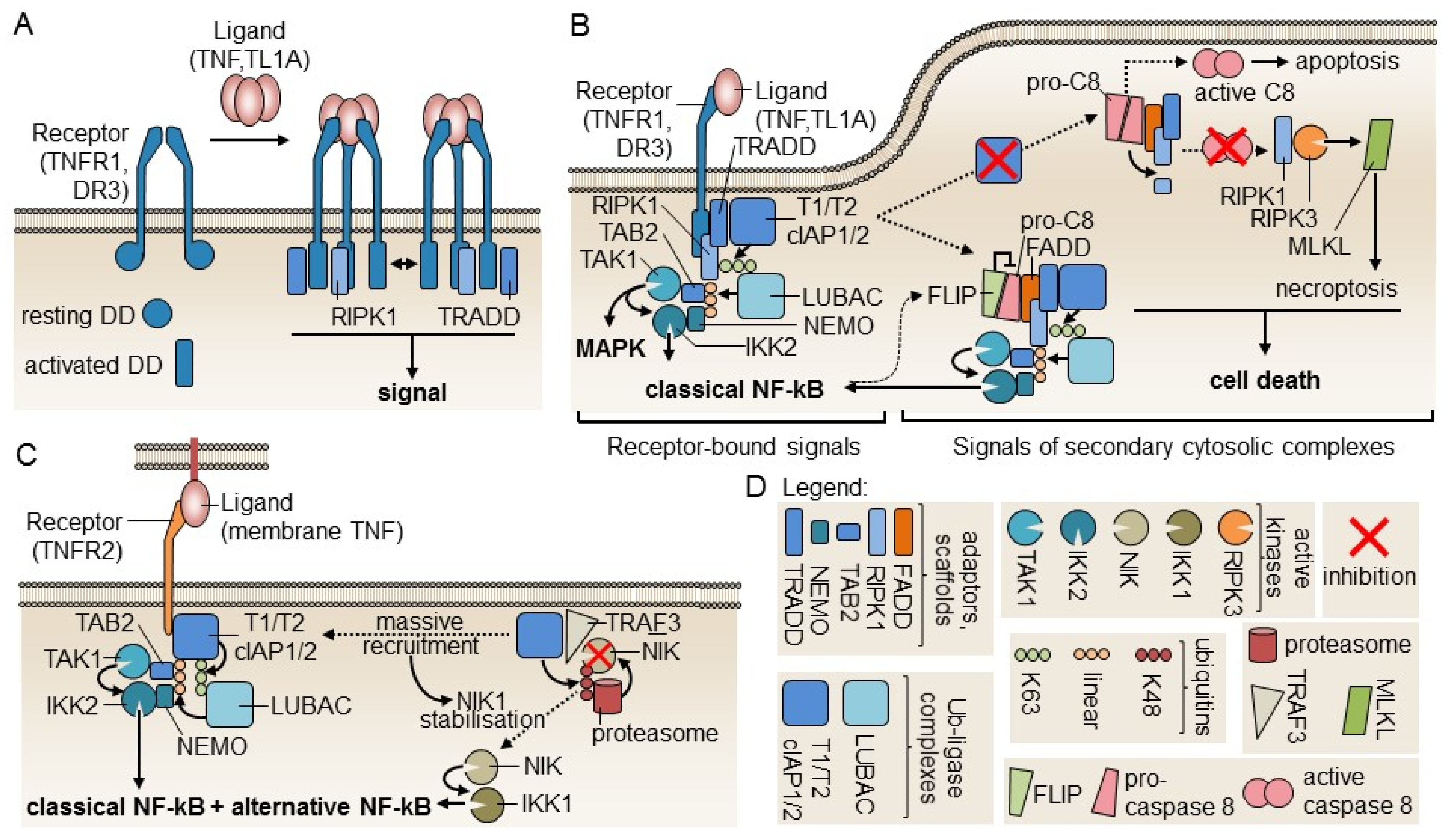 Ijms 21 03347 g003 Ijms 21 03347 g003