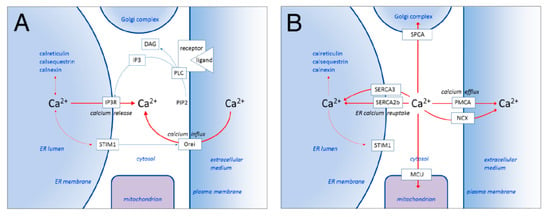 IJMS Free Full-Text Endoplasmic Reticulum Pumps Tumor Cell Differentiation | HTML