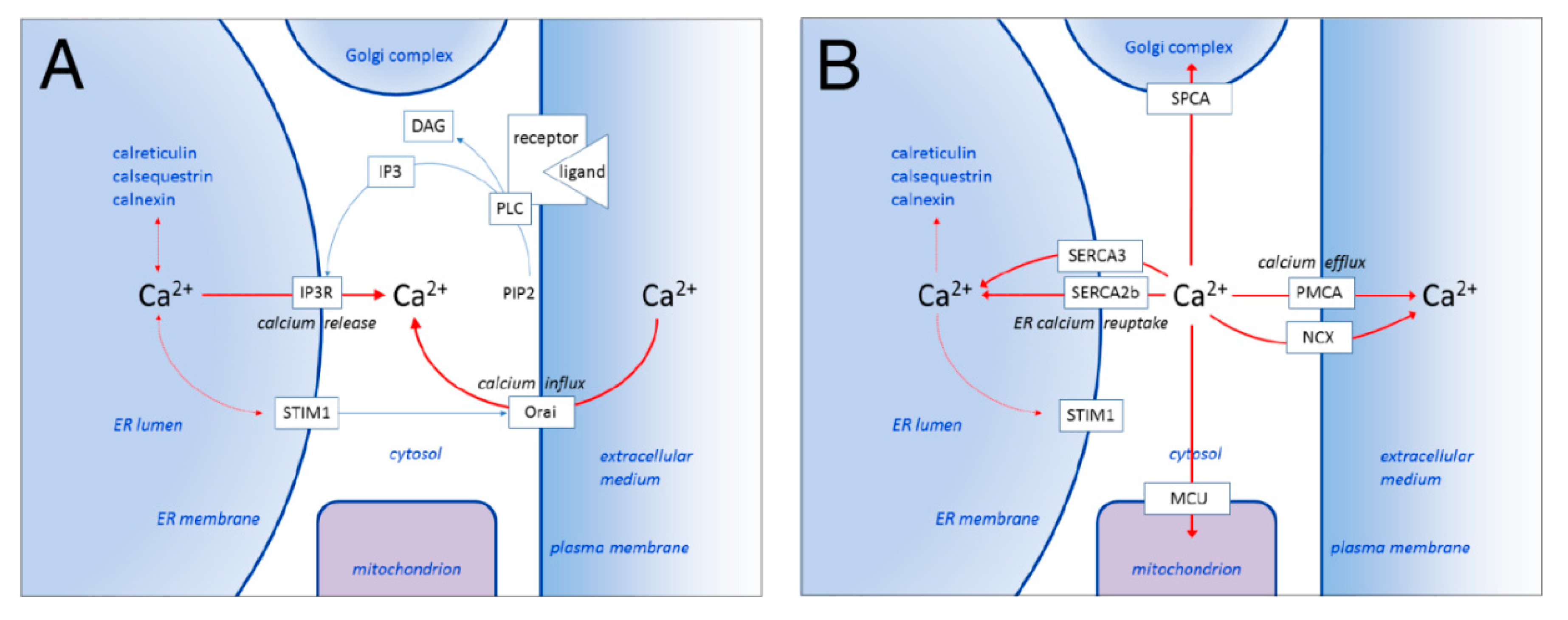 IJMS | Free Full-Text | Endoplasmic Reticulum Calcium Pumps and Tumor Cell  Differentiation | HTML