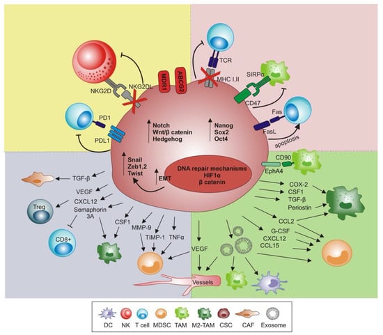 IJMS | Free Full-Text | Influence of Innate Immunity on Cancer Cell ...