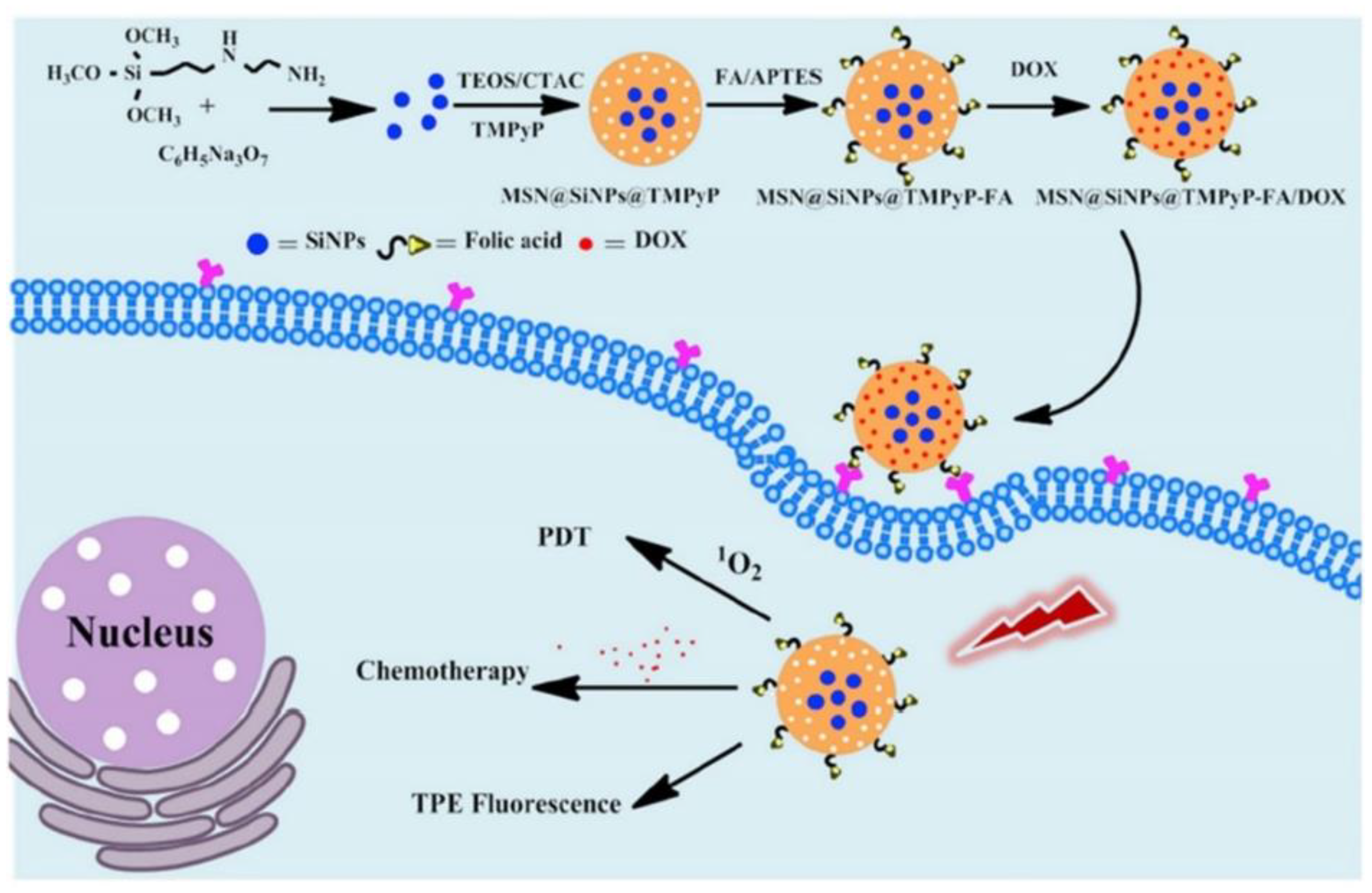Ijms 21 03358 g005 Ijms 21 03358 g005