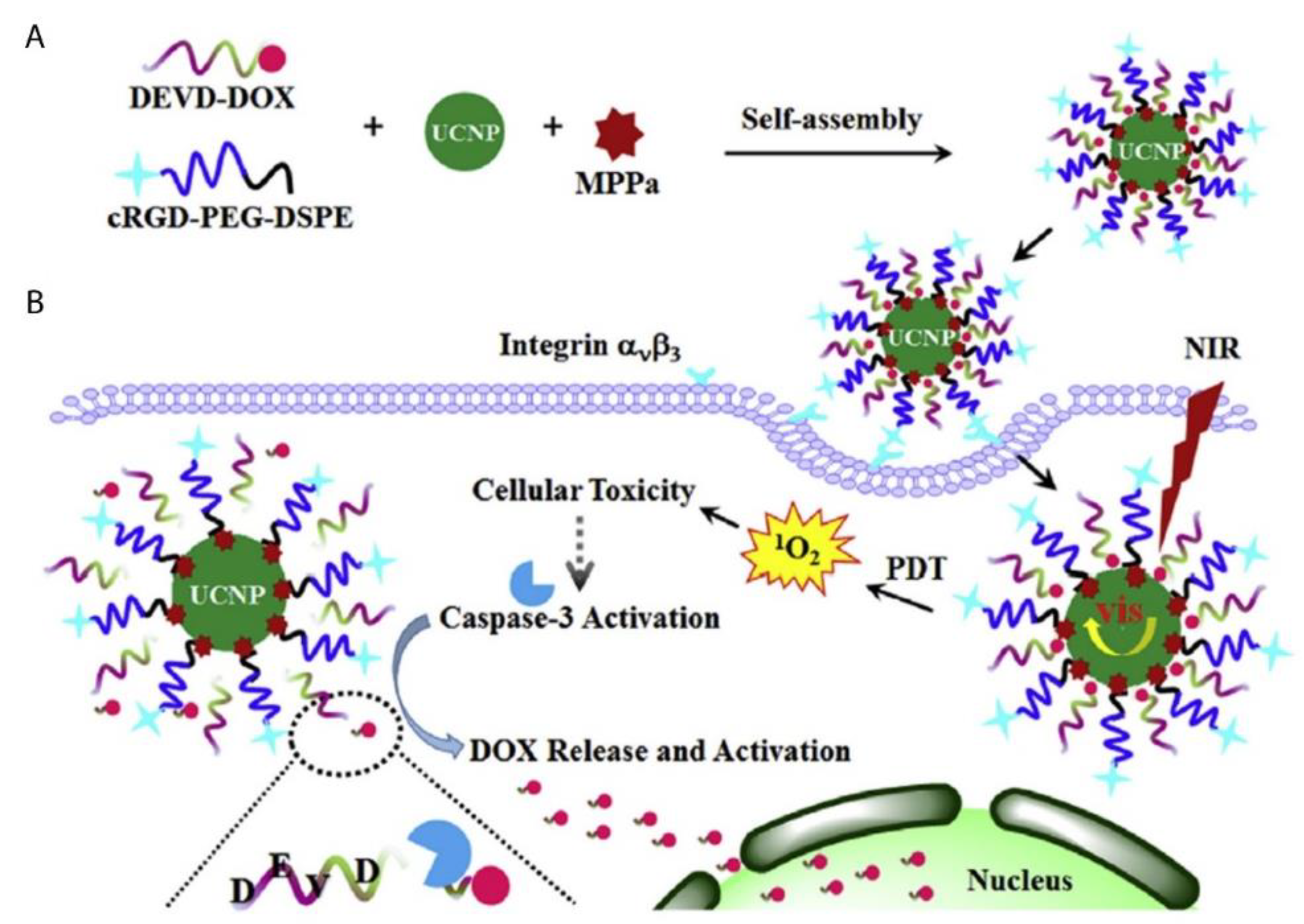 Ijms 21 03358 g006 Ijms 21 03358 g006