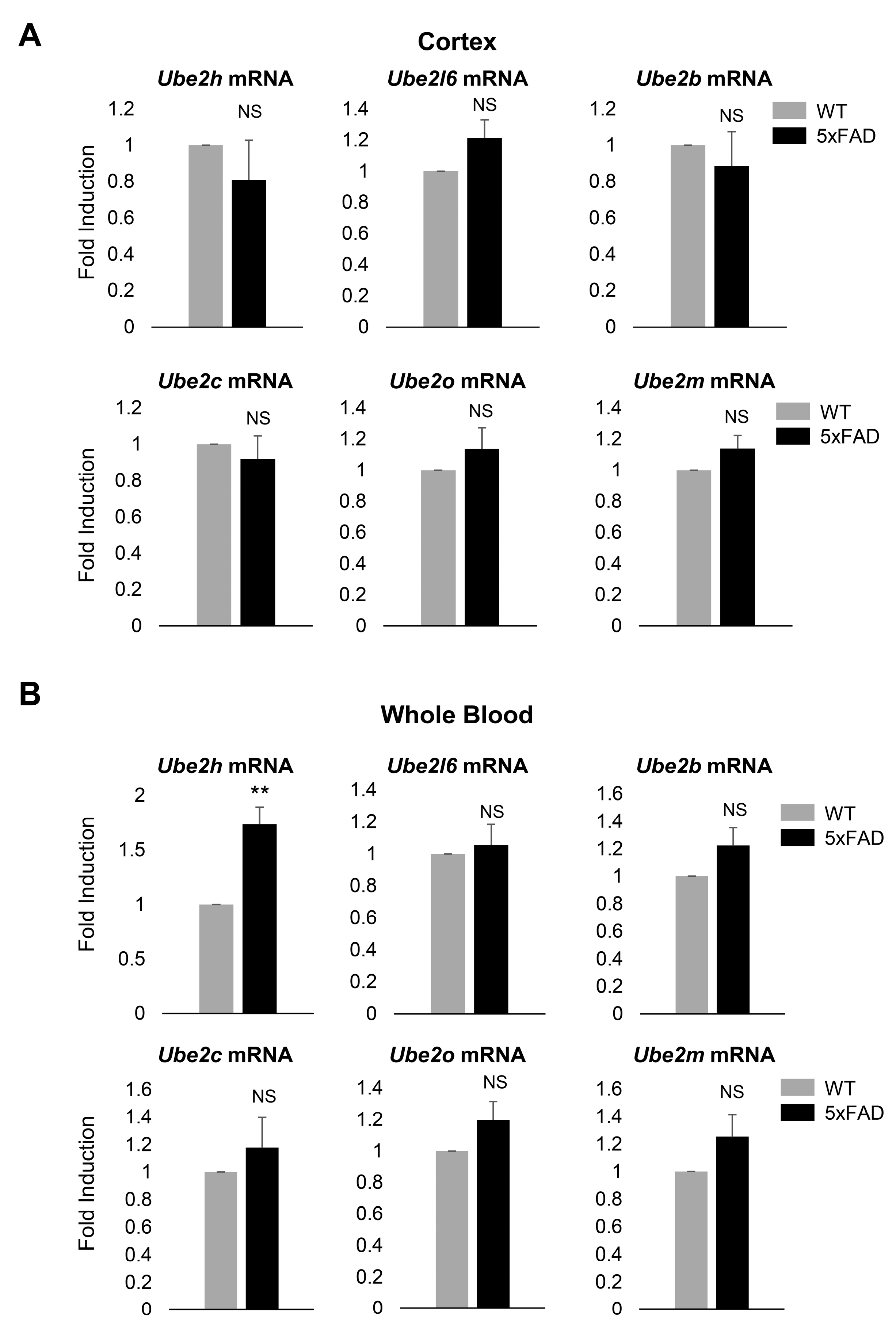 IJMS | Free Full-Text | Predictive Potential of Circulating Ube2h mRNA as  an E2 Ubiquitin-Conjugating Enzyme for Diagnosis or Treatment of  Alzheimer's Disease