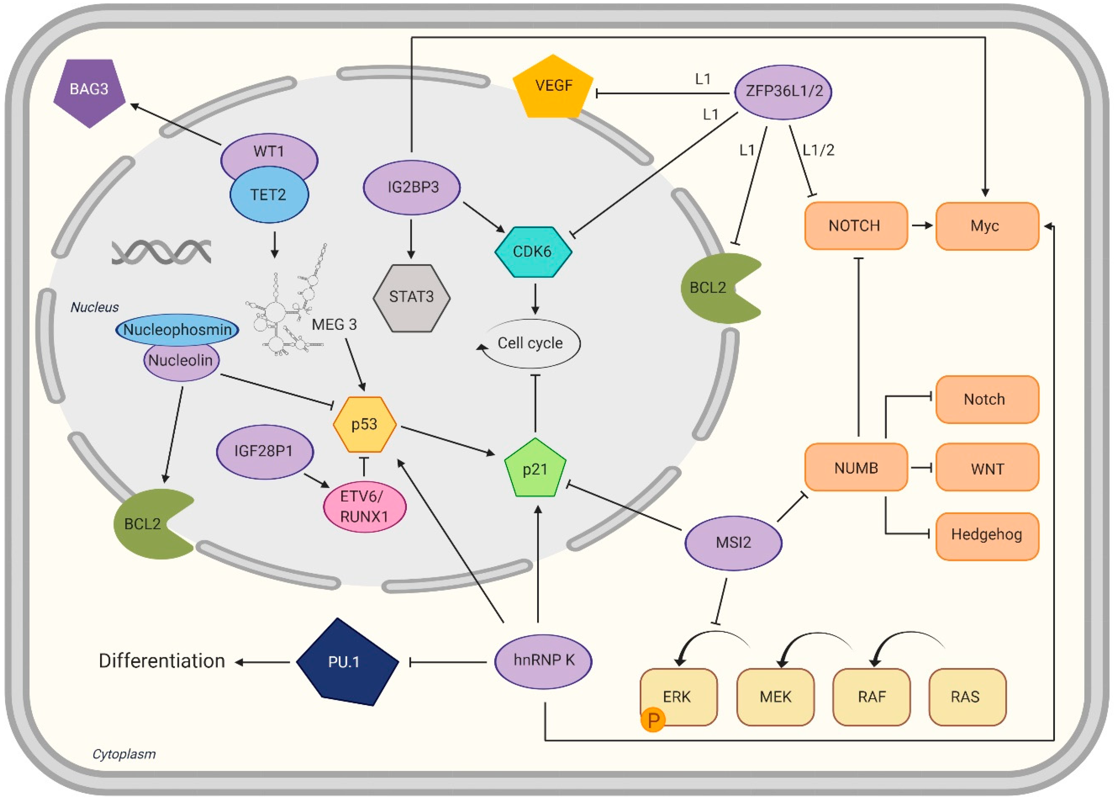 Ijms 21 03409 g003 Ijms 21 03409 g003