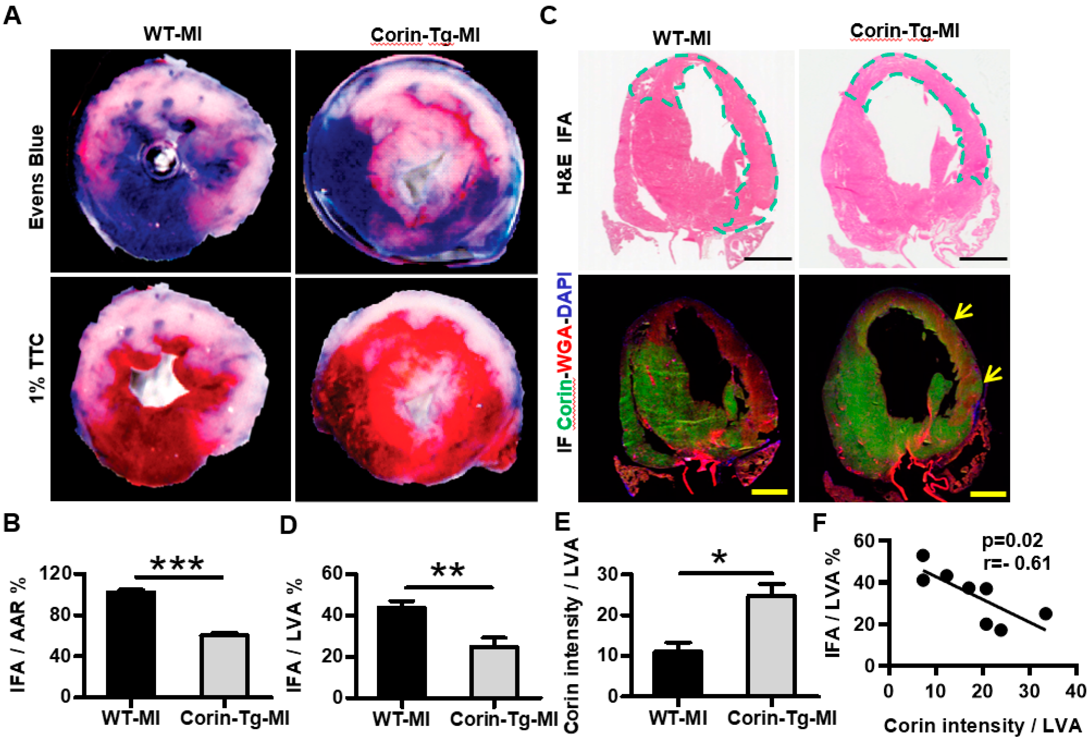 Ijms Free Full Text Corin Overexpression Reduces Myocardial Infarct Size And Modulates Cardiomyocyte Apoptotic Cell Death Html