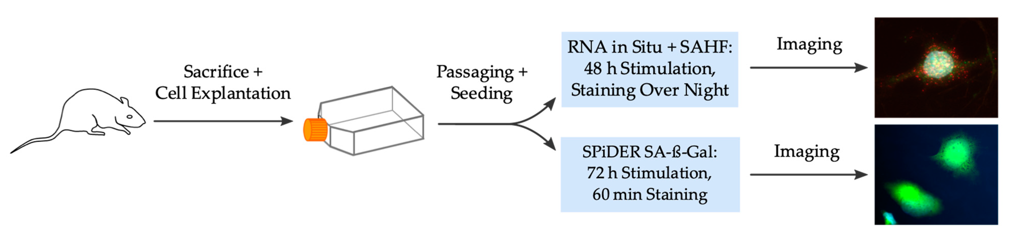 Ijms 21 03475 g005 Ijms 21 03475 g005