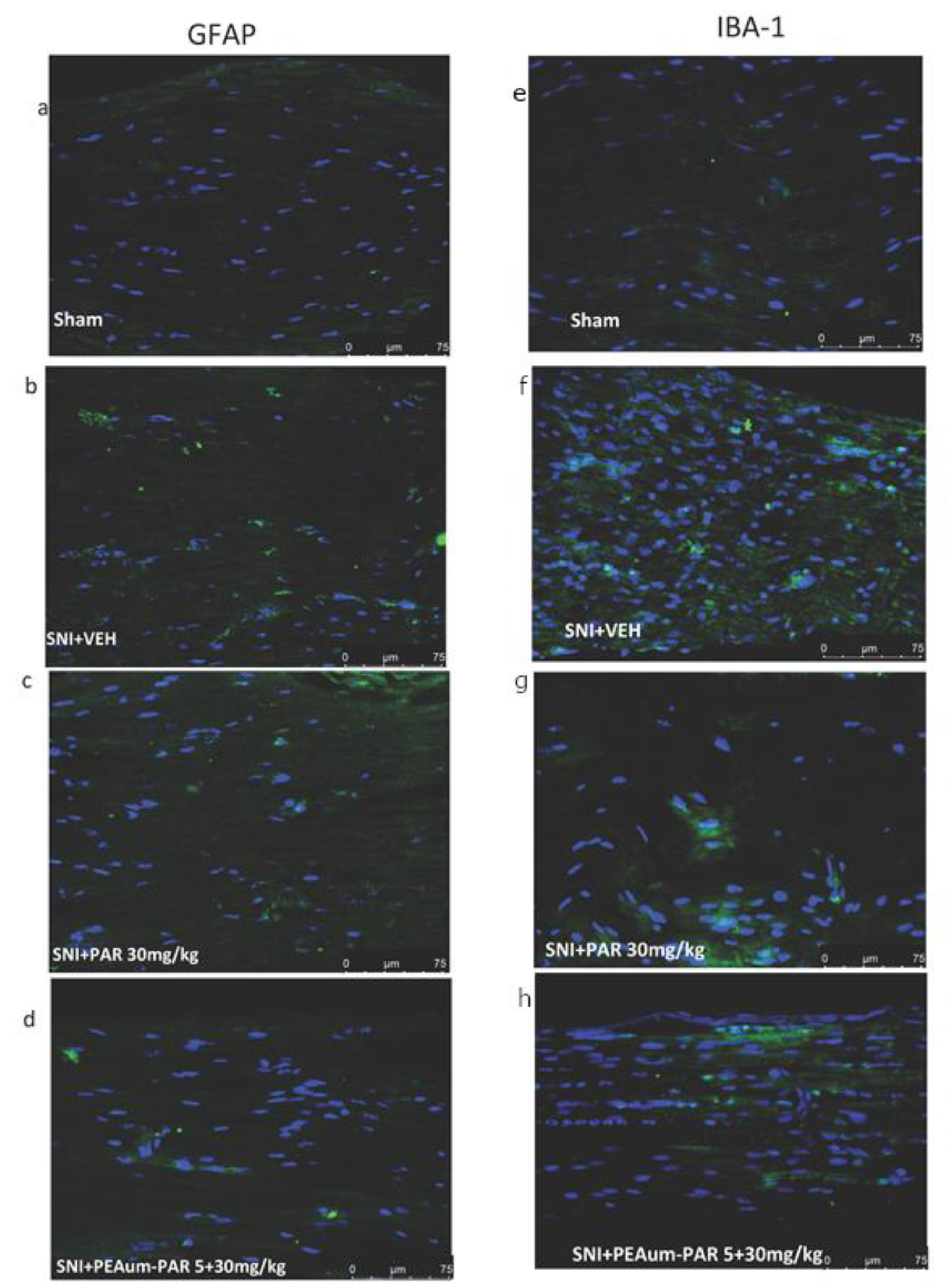 Ijms 21 03509 g005 Ijms 21 03509 g005