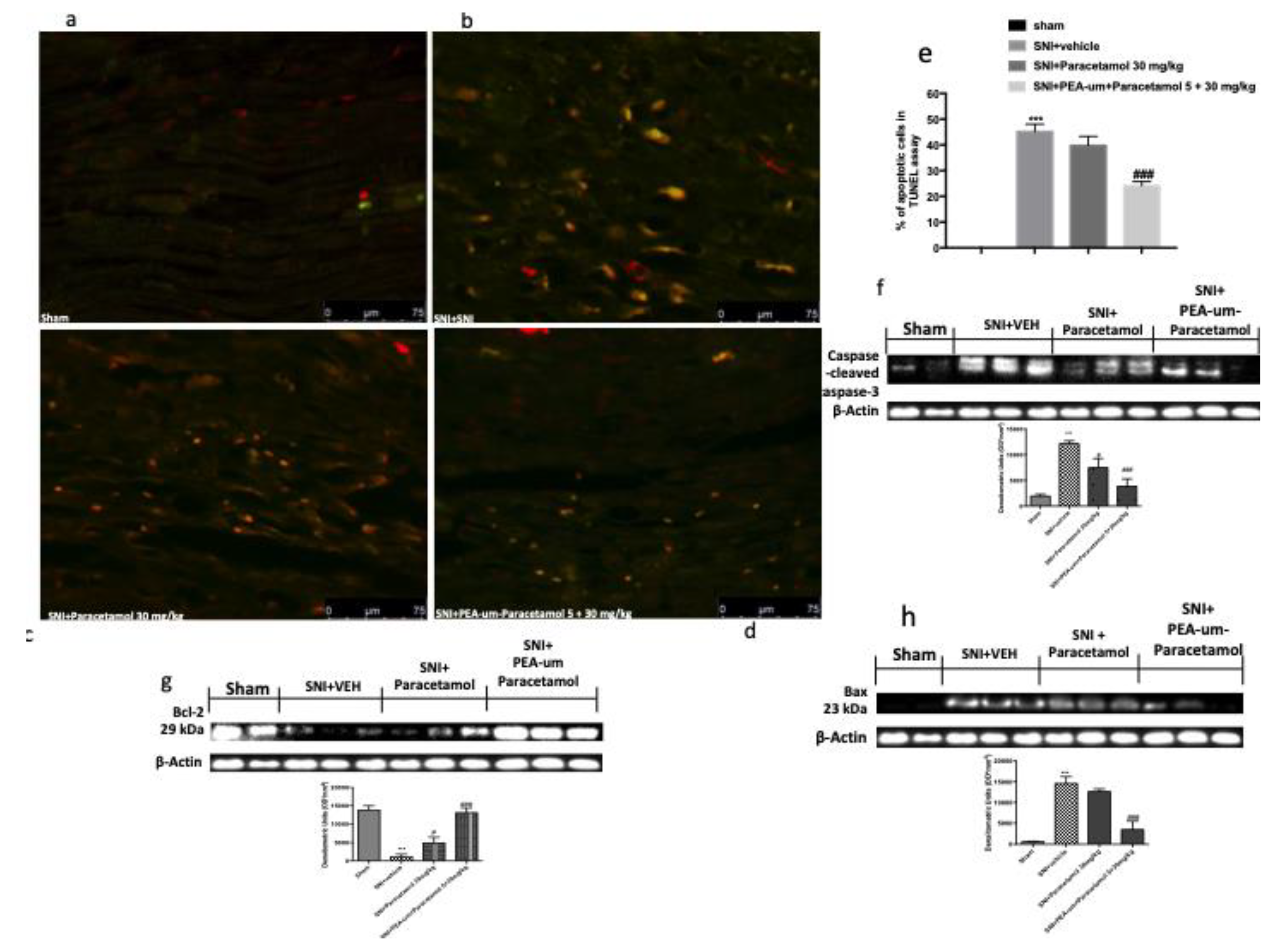 Ijms 21 03509 g007 Ijms 21 03509 g007