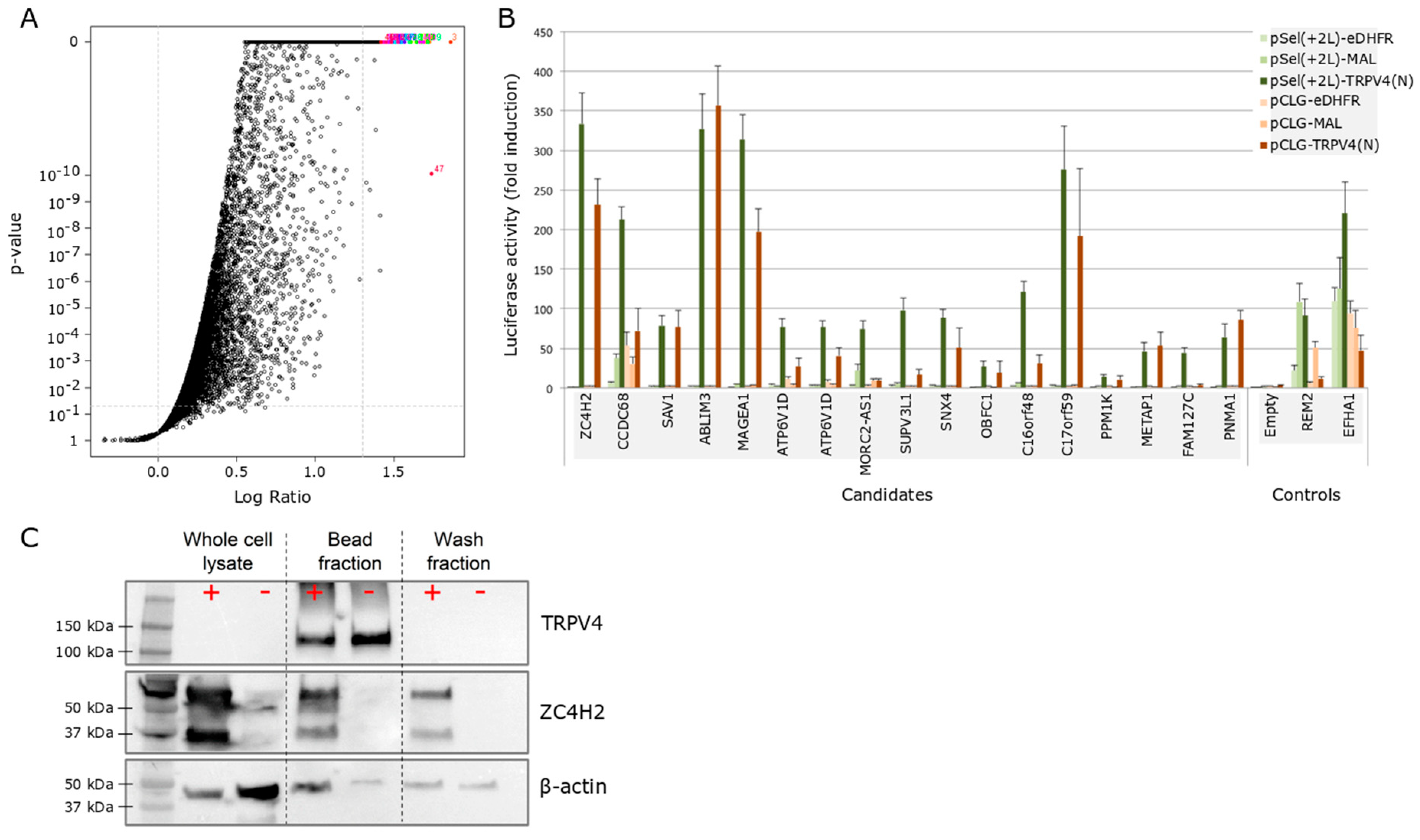 Ijms 21 03556 g001 Ijms 21 03556 g001