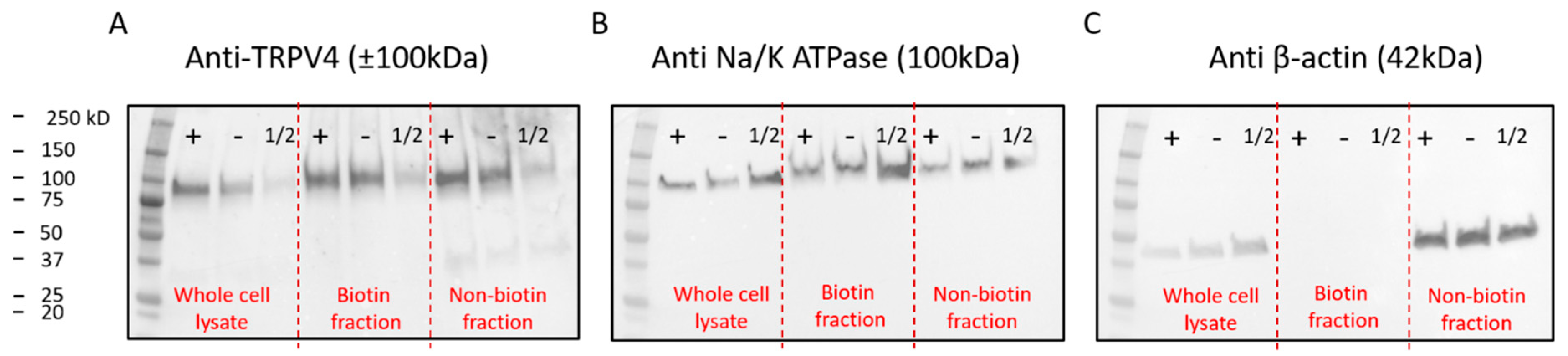 Ijms 21 03556 g0a4 Ijms 21 03556 g0a4