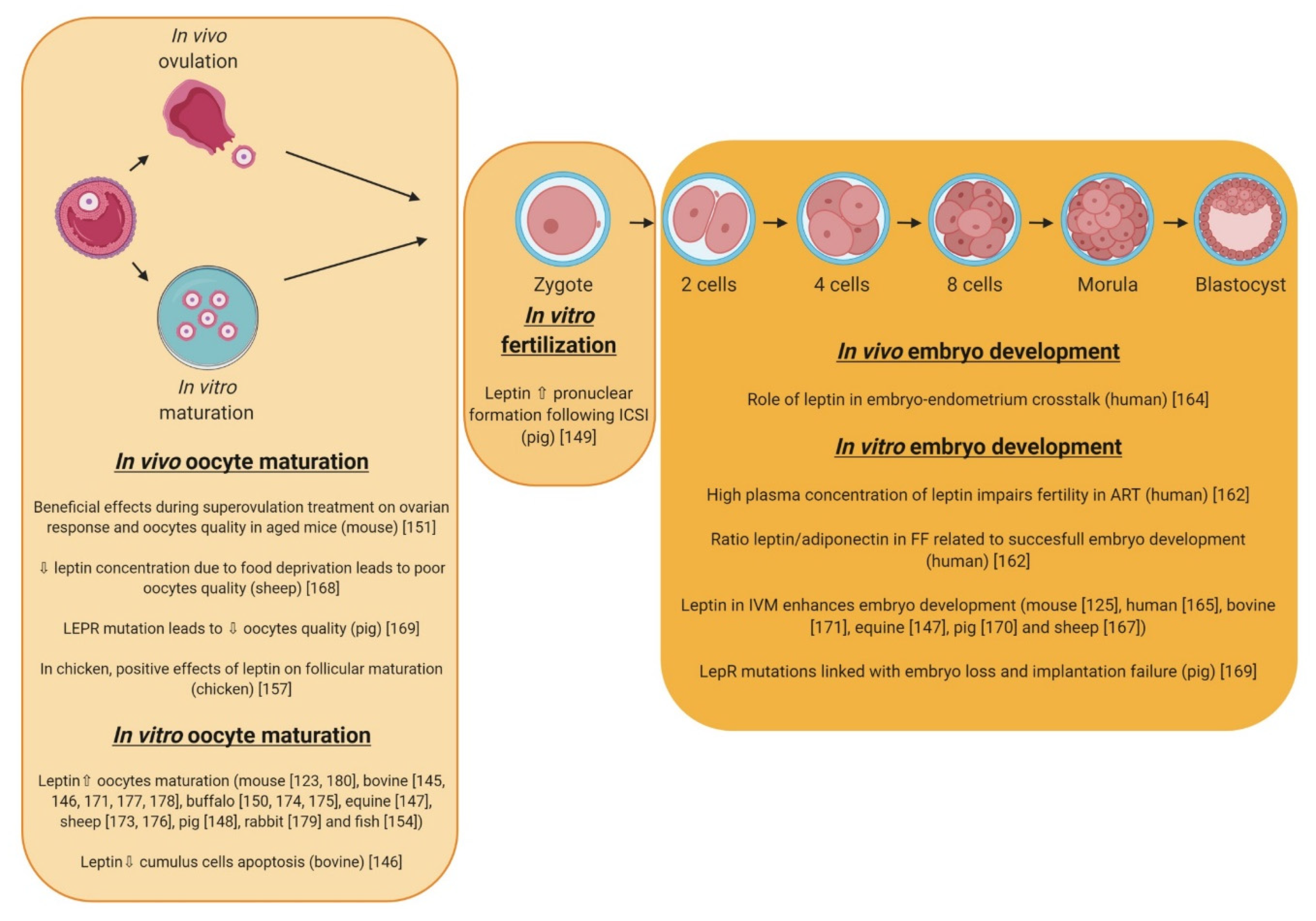 In vitro fertilization это