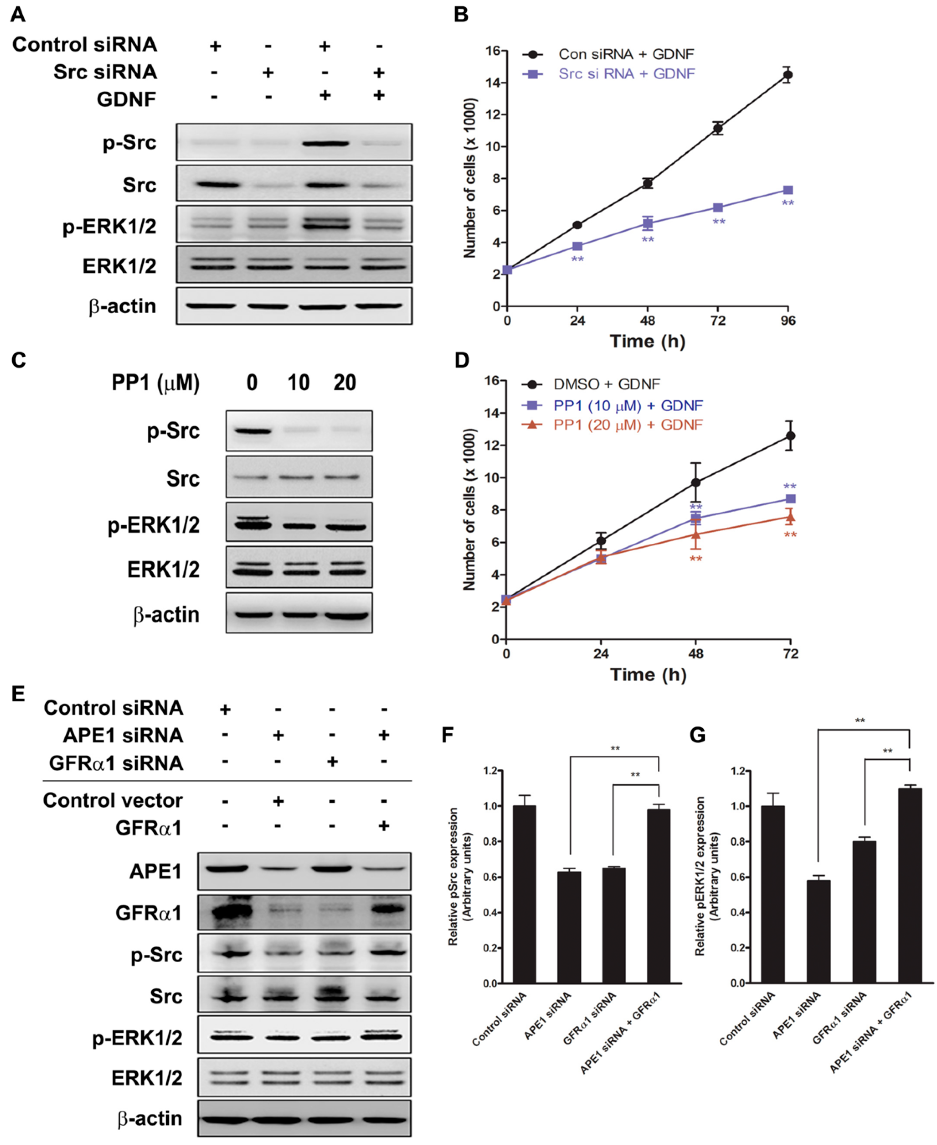 Ijms Free Full Text Ape1 Promotes Pancreatic Cancer Proliferation