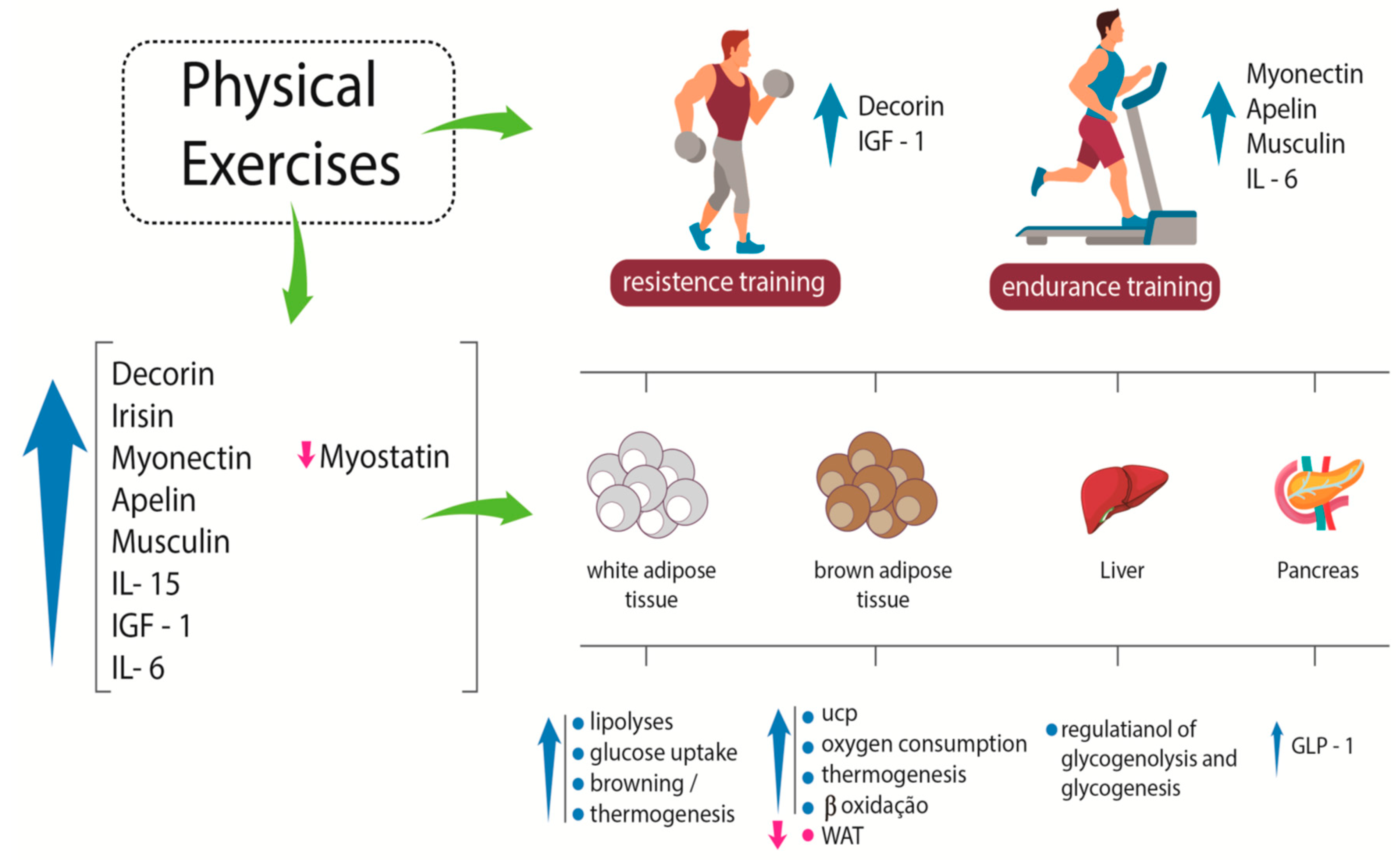 IJMS | Free Full-Text | Physical Exercise and Myokines: Relationships